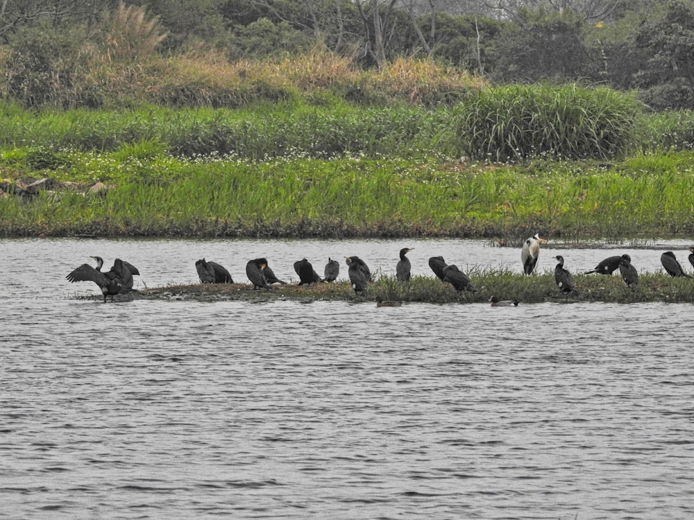 a flock of birds sitting on top of a log in the water