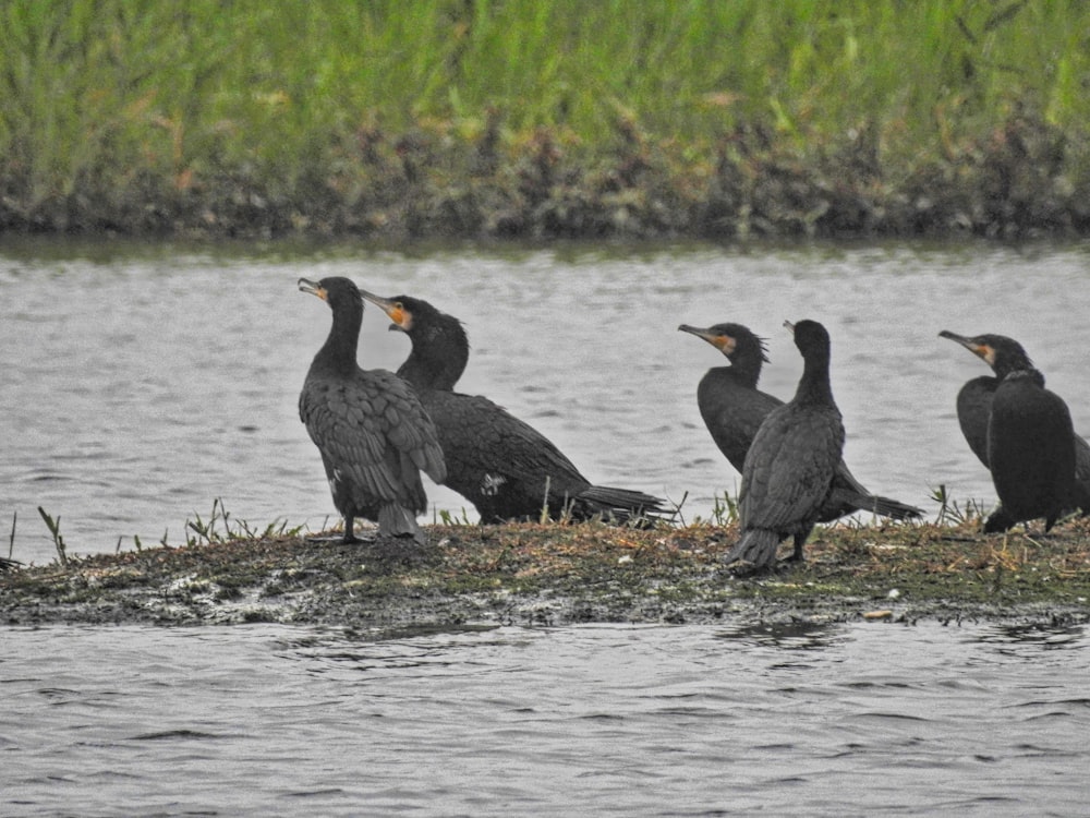 a group of birds sitting on the edge of a body of water