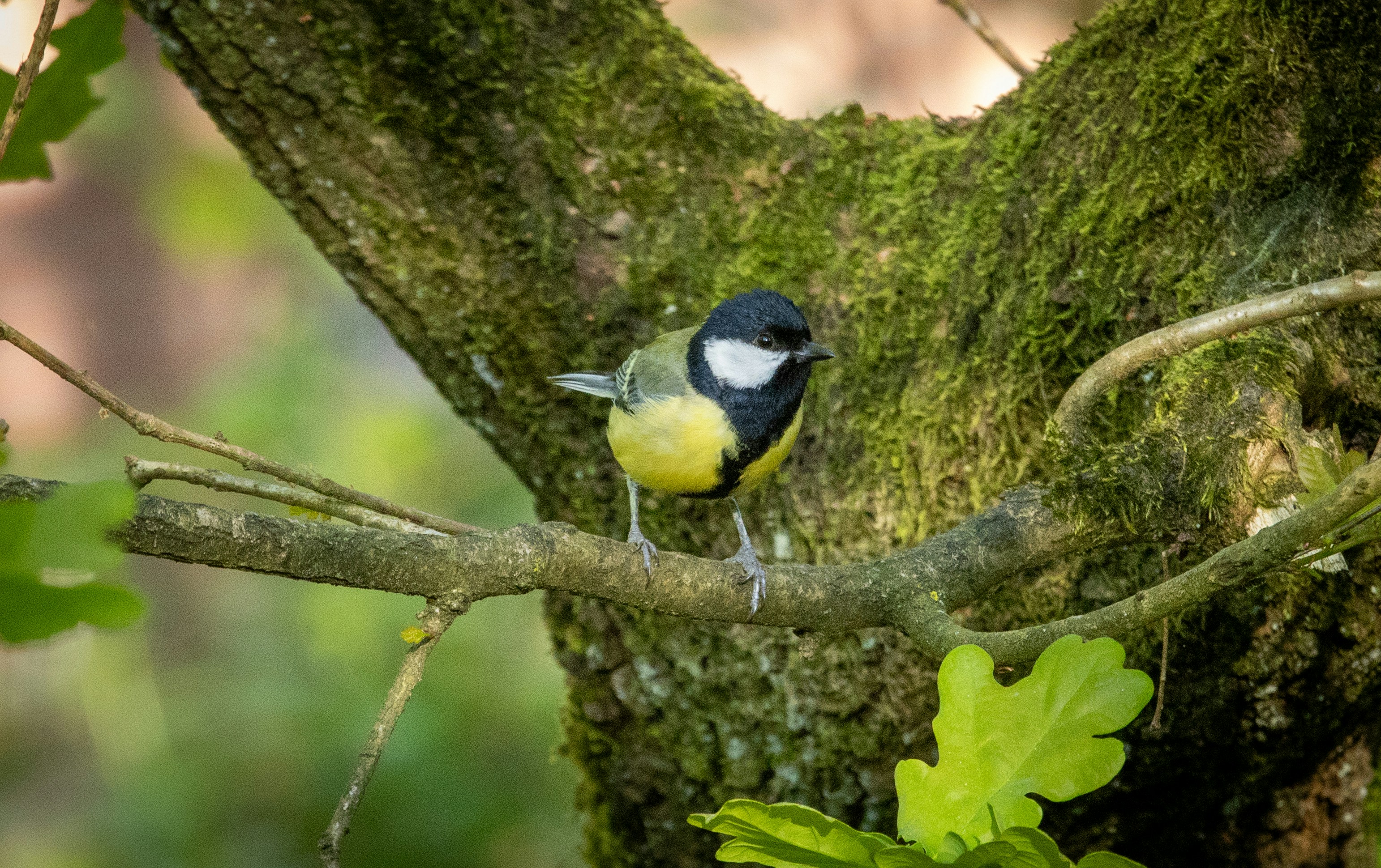 Photo by justinphoto_graphy