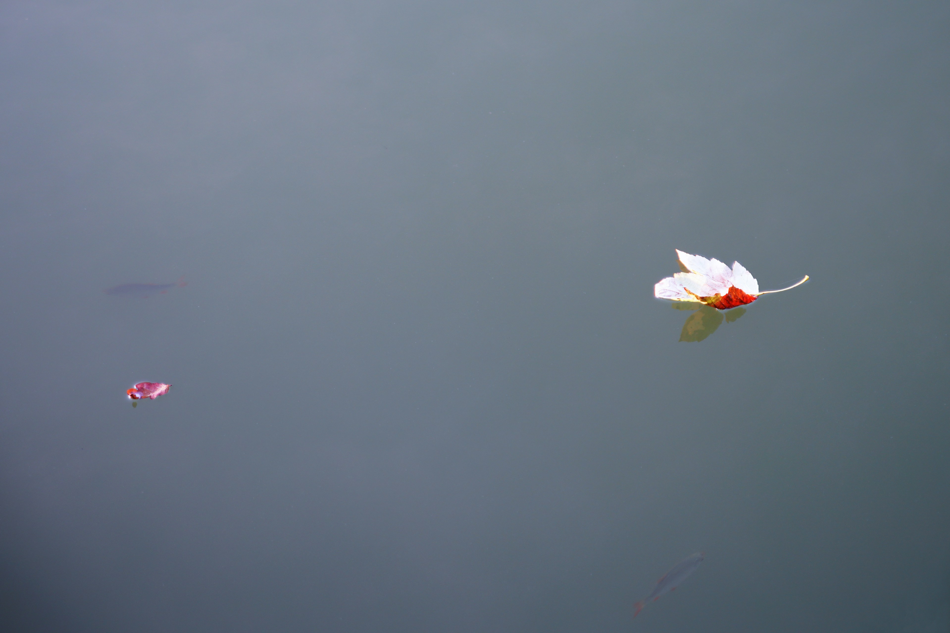 a white flower floating on top of a body of water