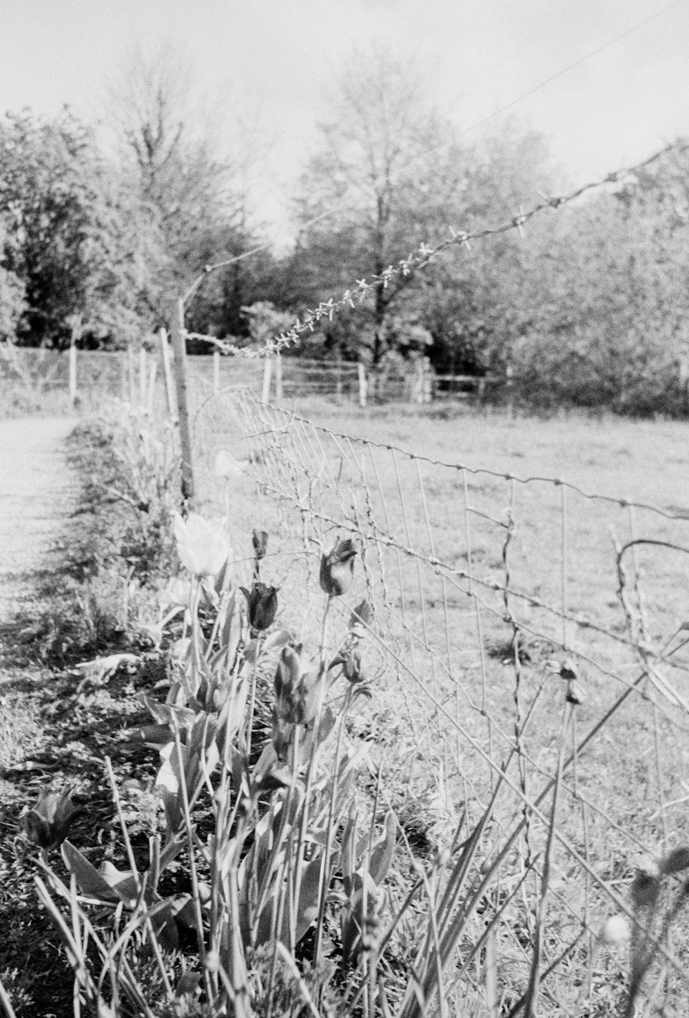 a black and white photo of a fence and flowers