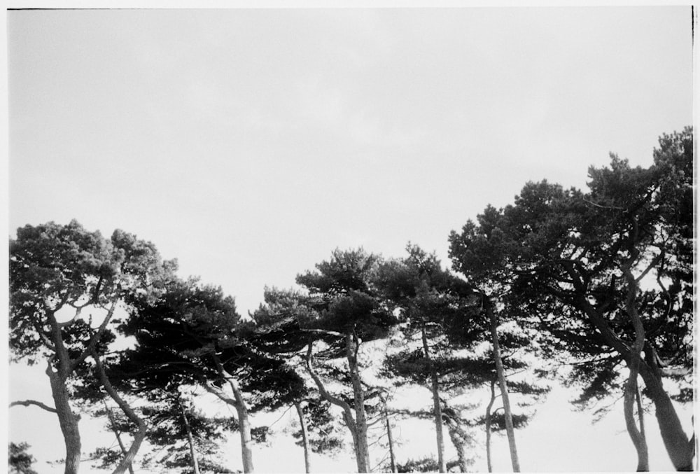 a black and white photo of a row of trees