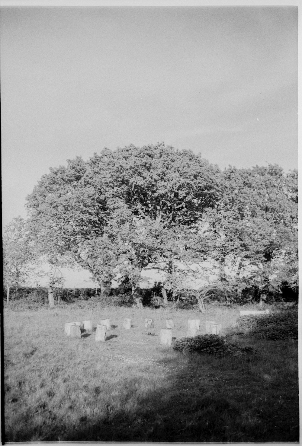 a black and white photo of a large tree