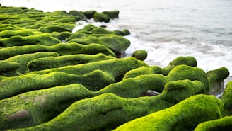 moss growing on the rocks near the water