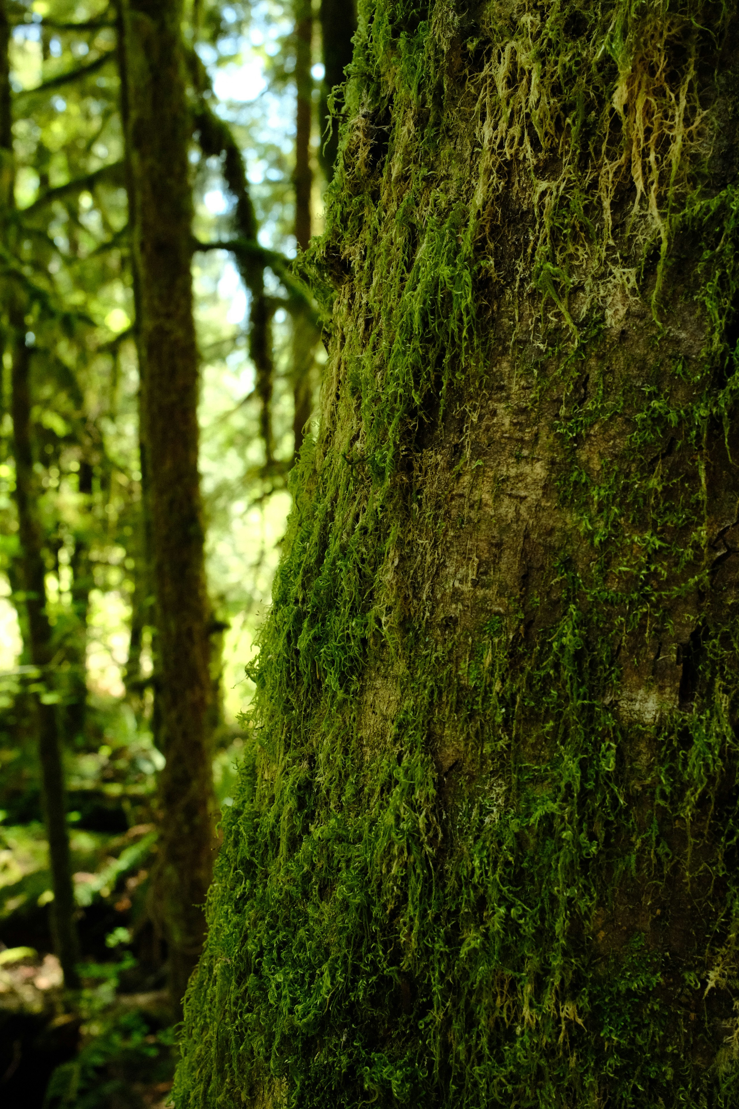 Photo by nicoletarasuk