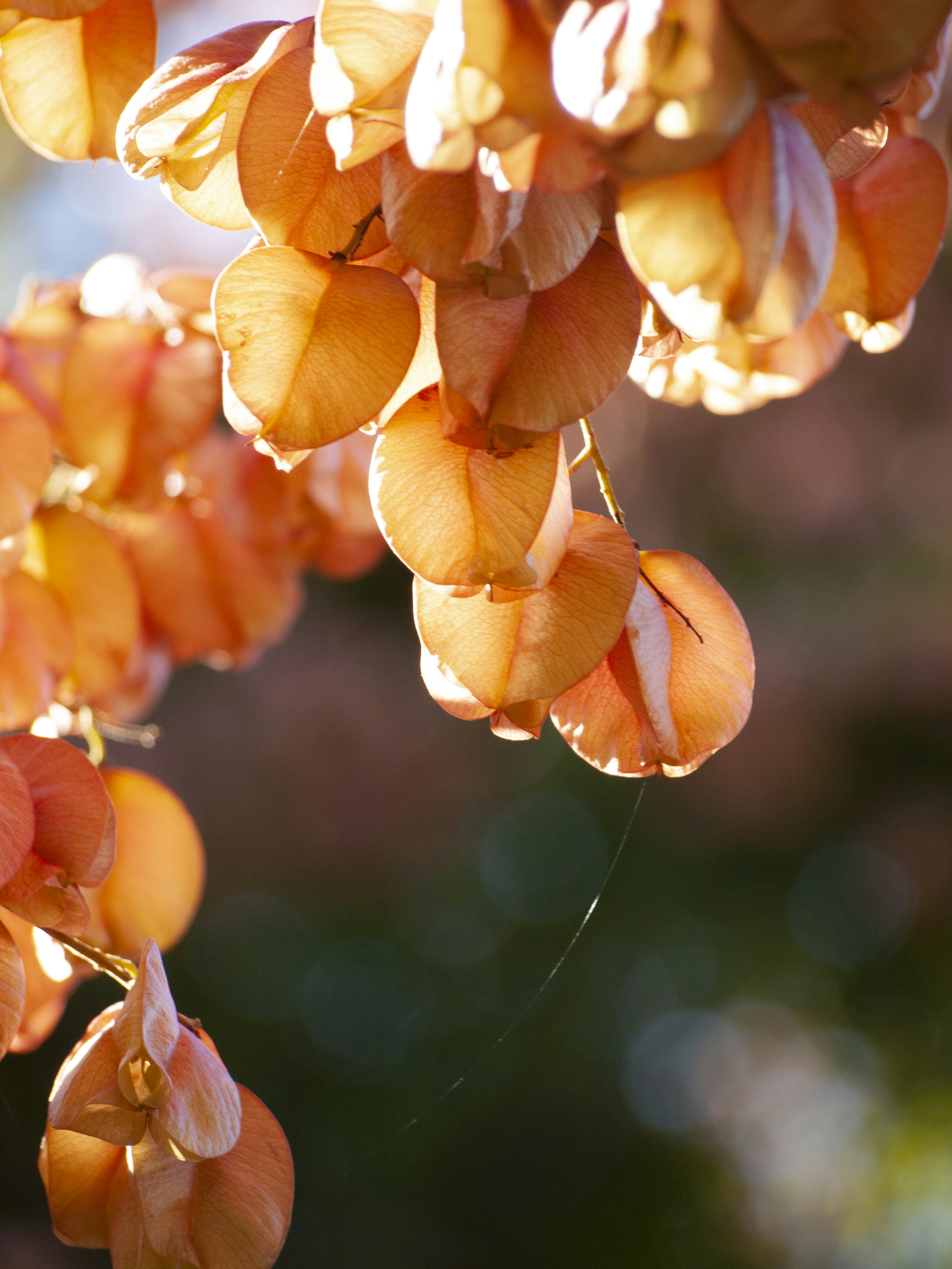 un bouquet de fleurs oranges suspendu à un arbre