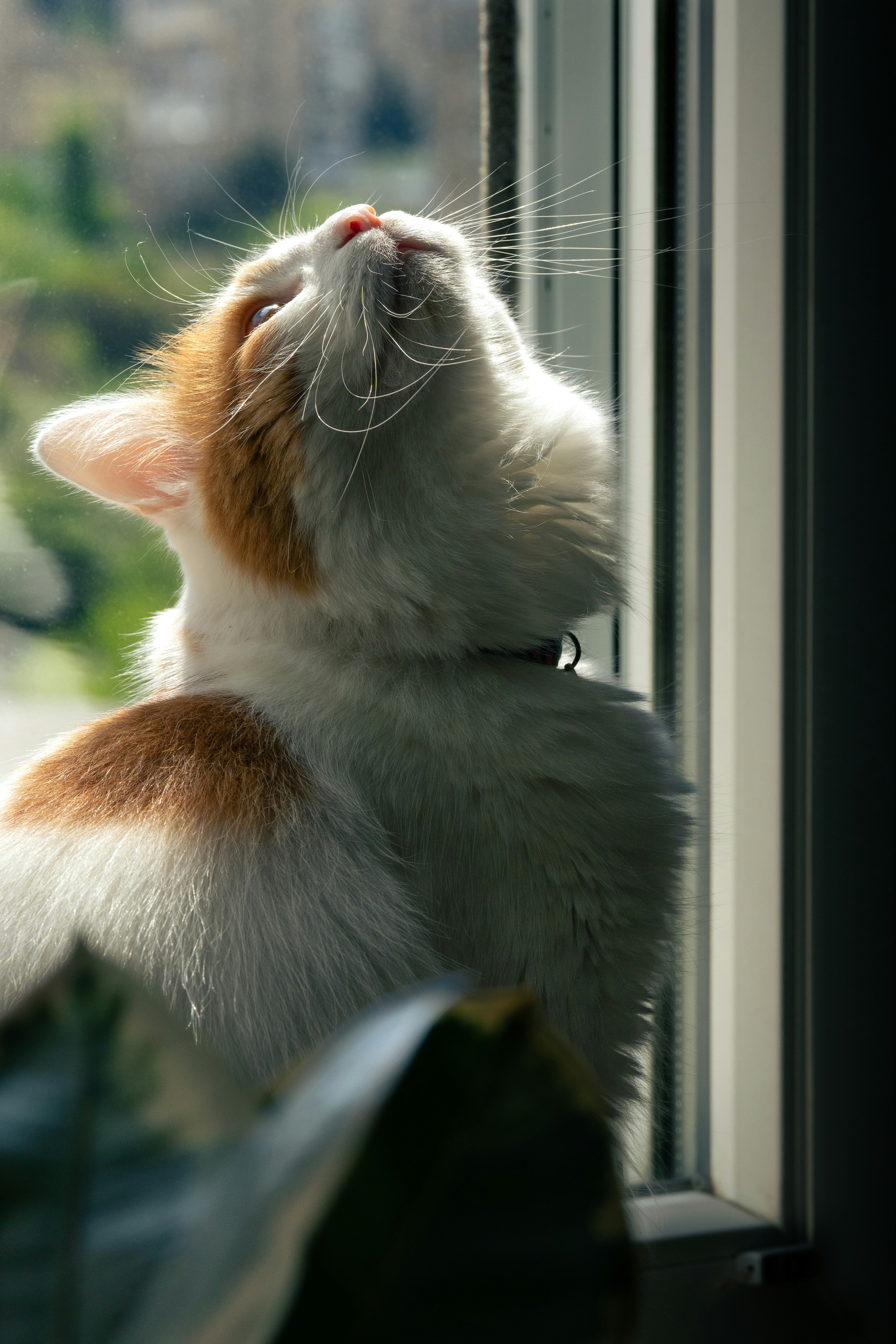 Window Sill Yoga (image credits: unsplash)