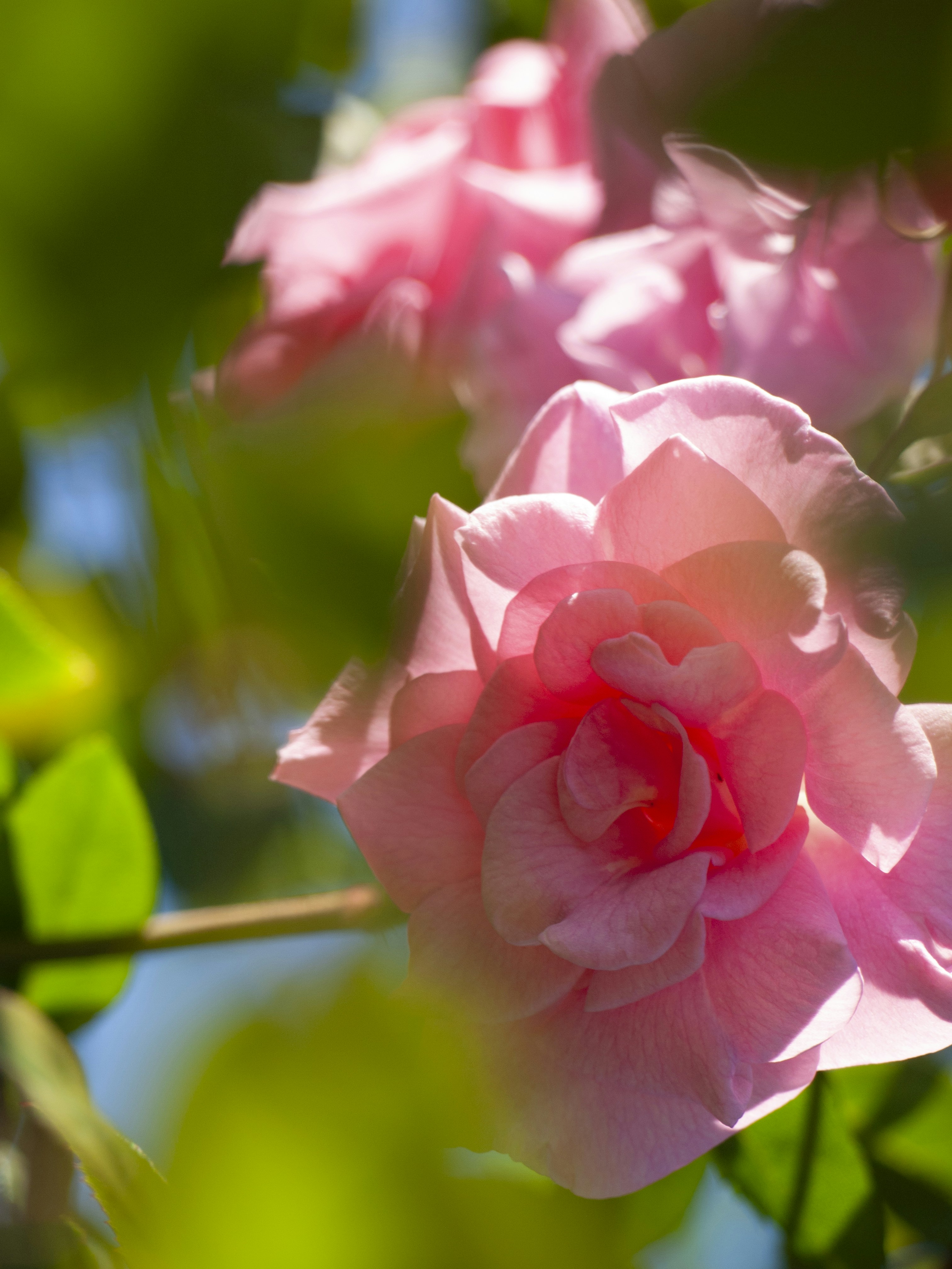 un gros plan d’une fleur rose sur un arbre
