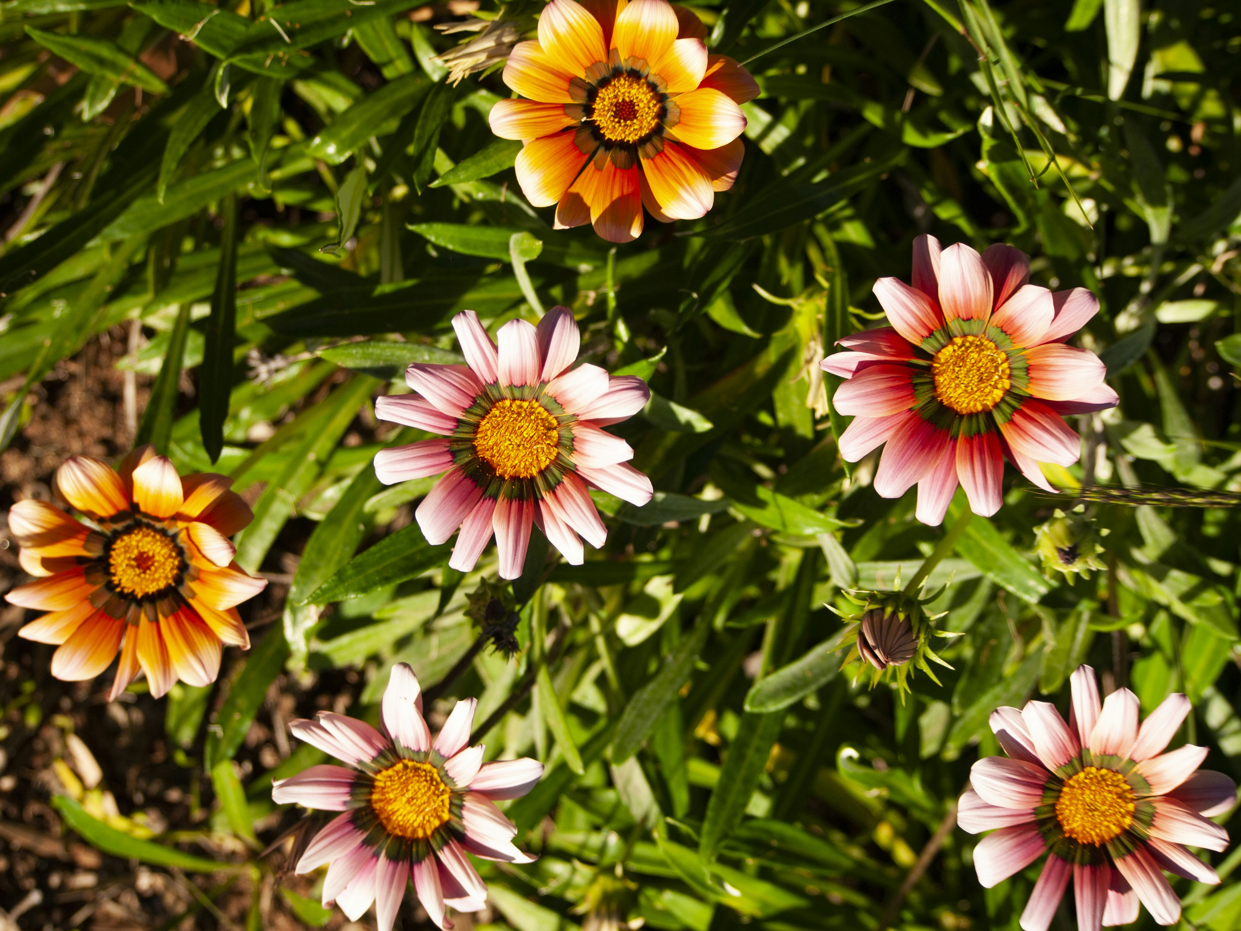 un groupe de fleurs roses et jaunes dans un champ