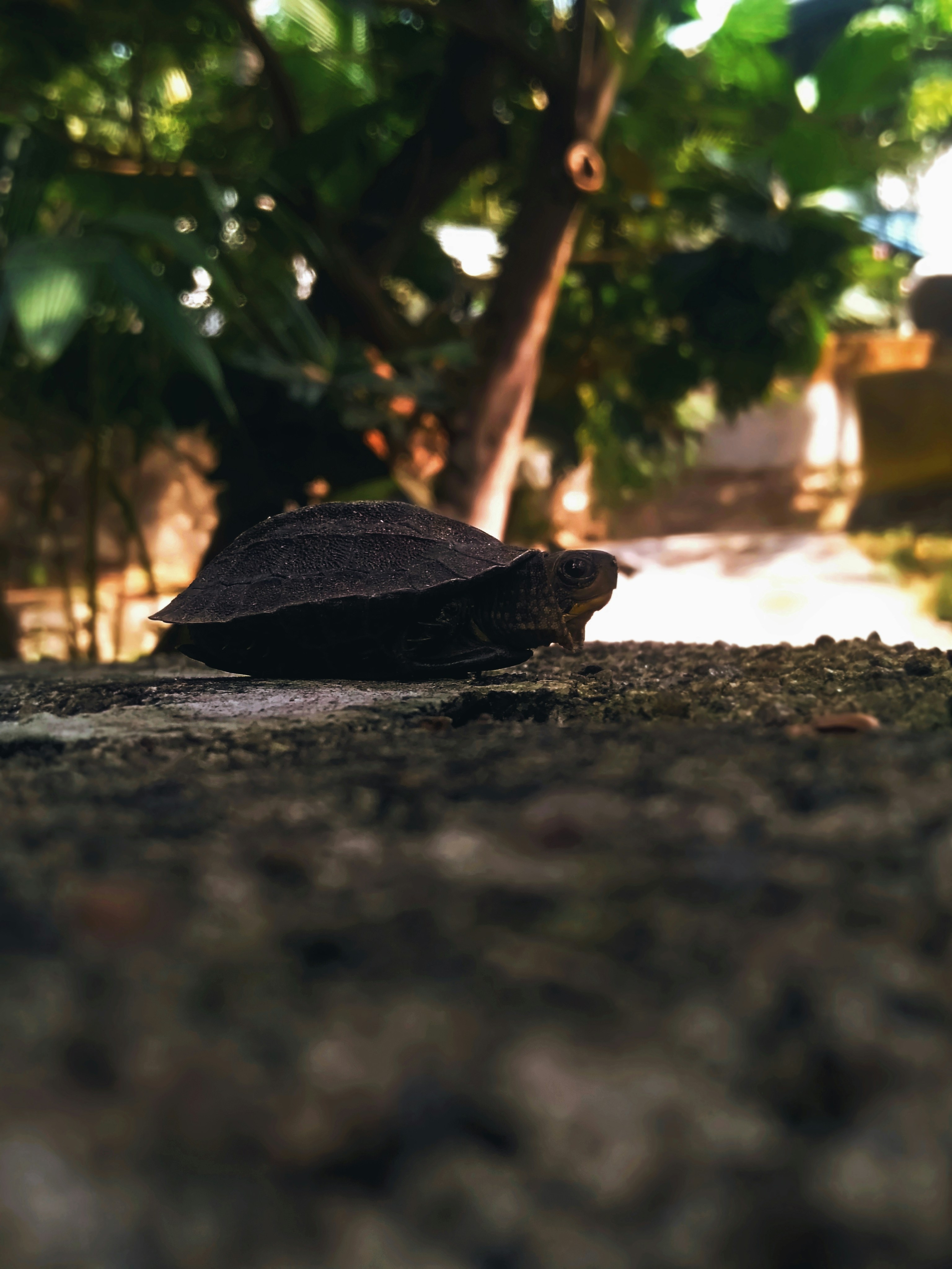 a small turtle is sitting on the ground