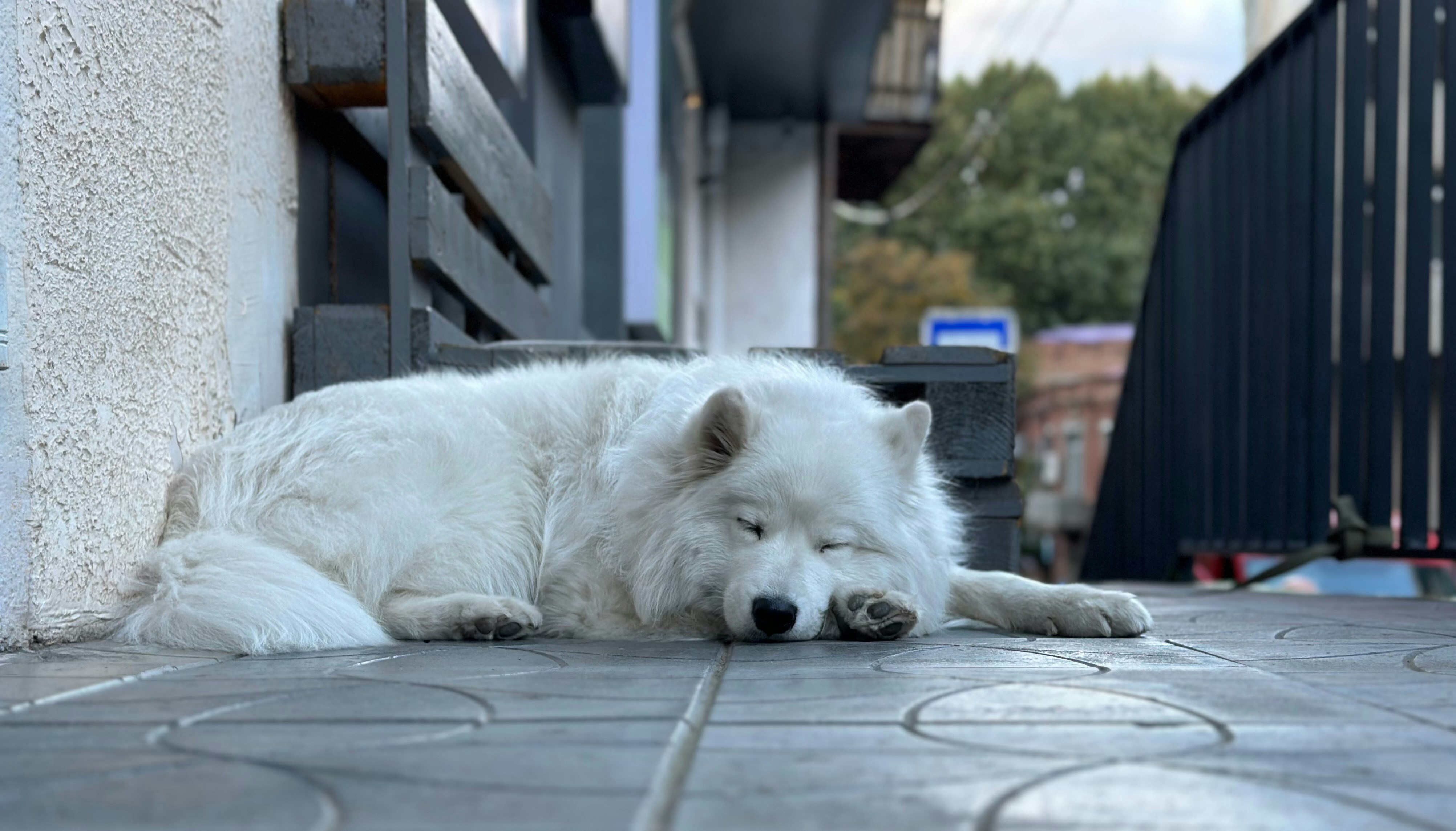 Conclusion: Silent Snouts Speak Loudly