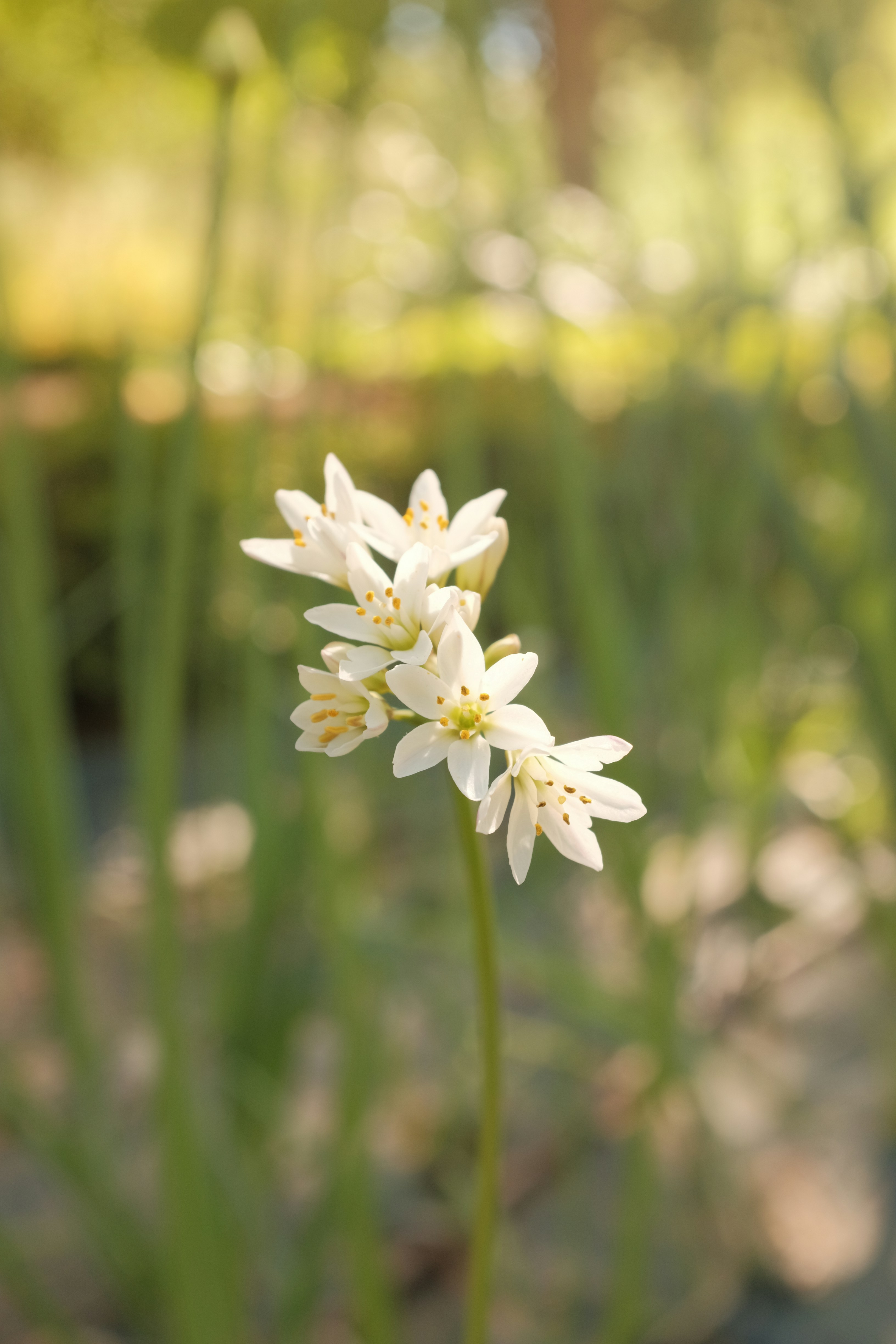 un primo piano di un fiore in un campo