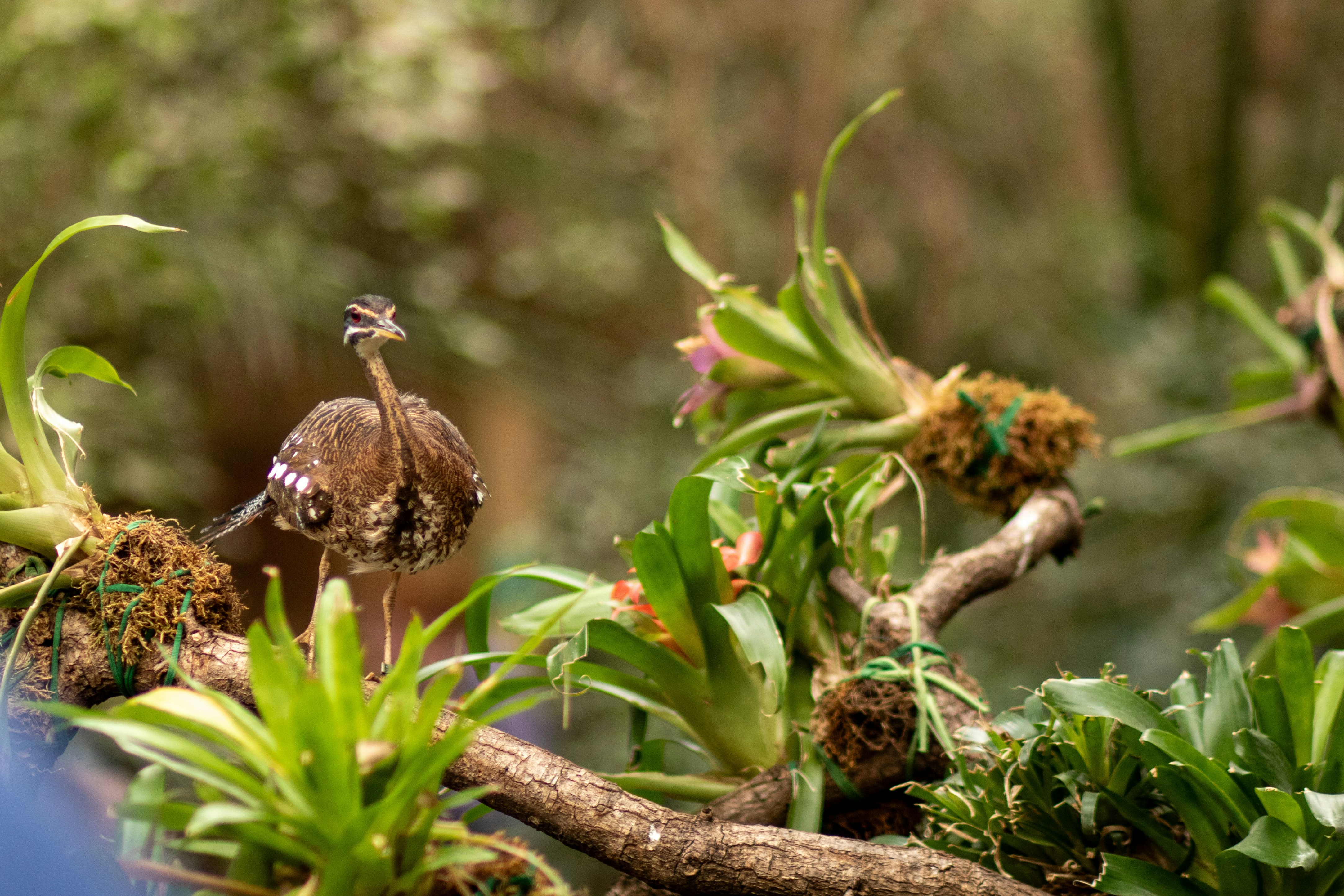a small bird perched on a tree branch
