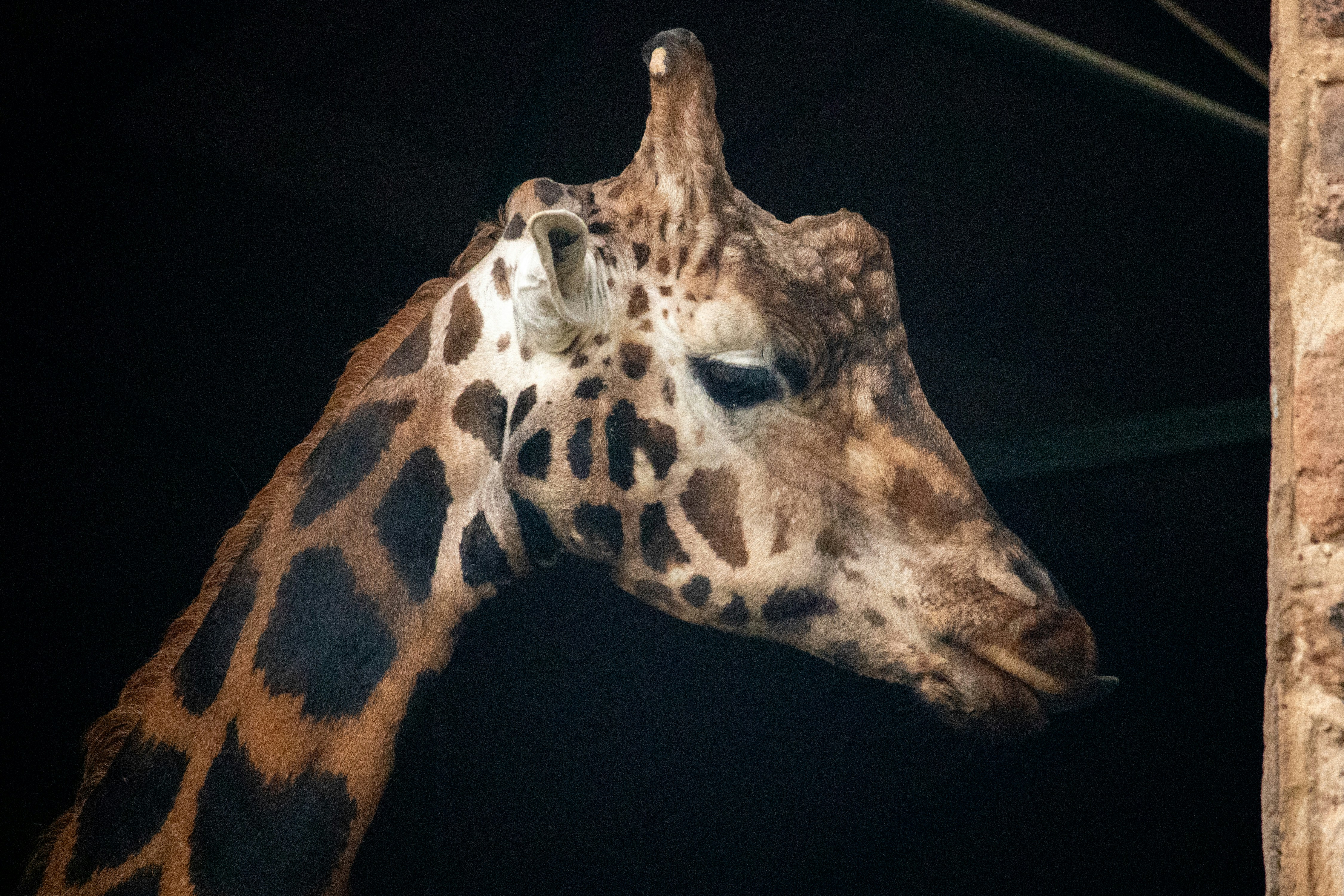 Evolution’s Ingenious Blueprint (image credits: unsplash)