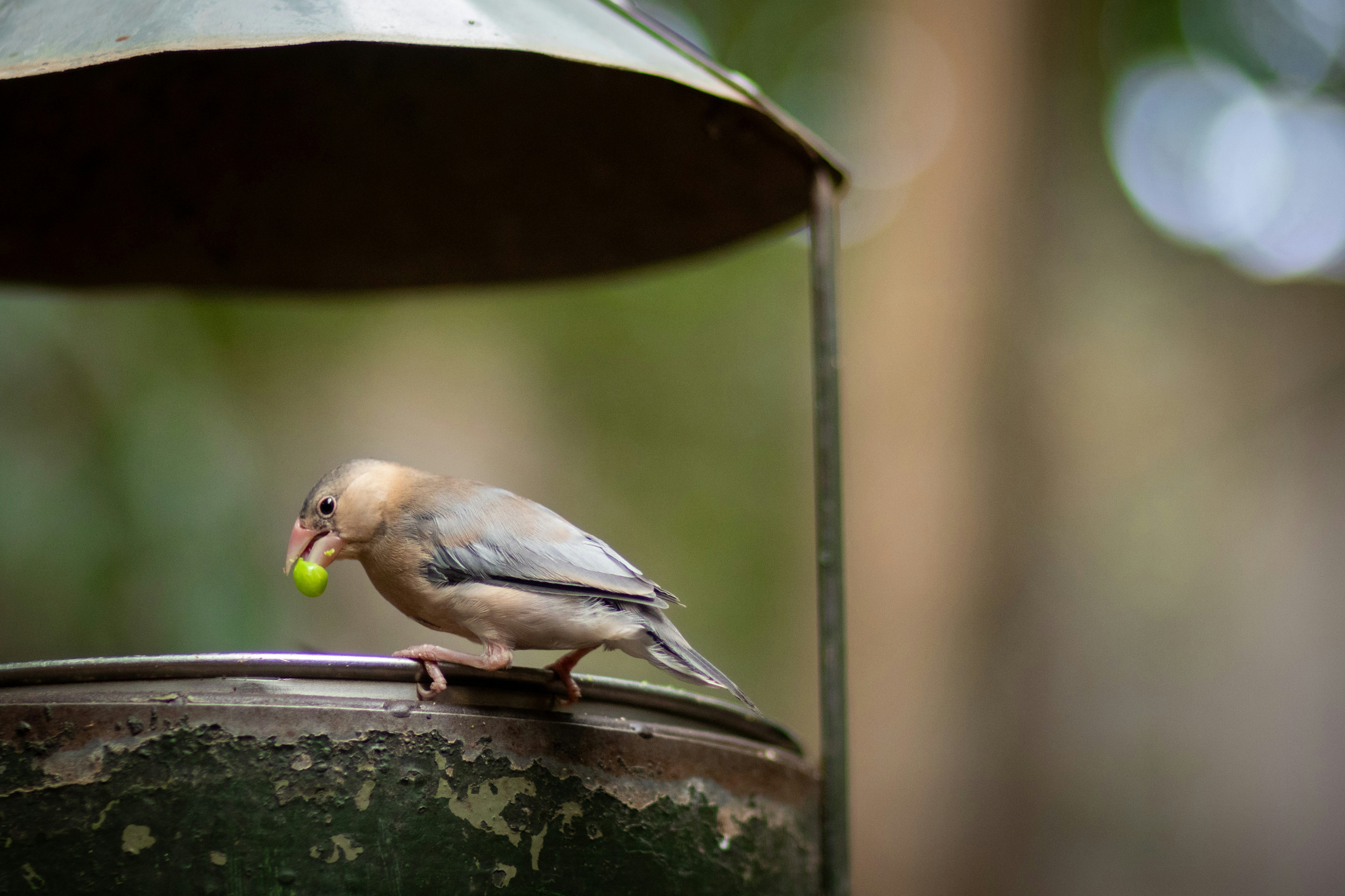 a small bird with a green ball in its mouth