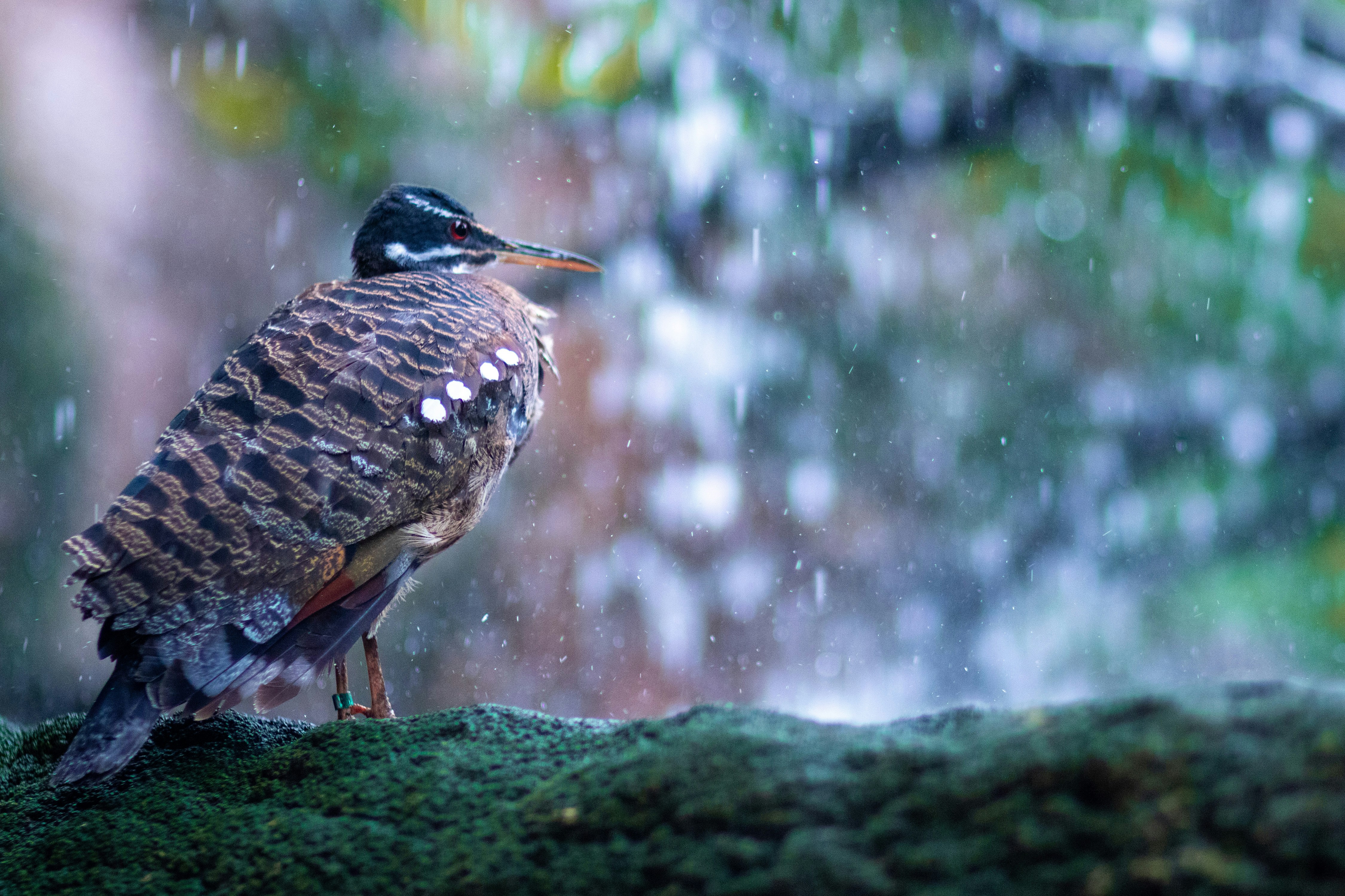 a bird sitting on a mossy rock in the rain