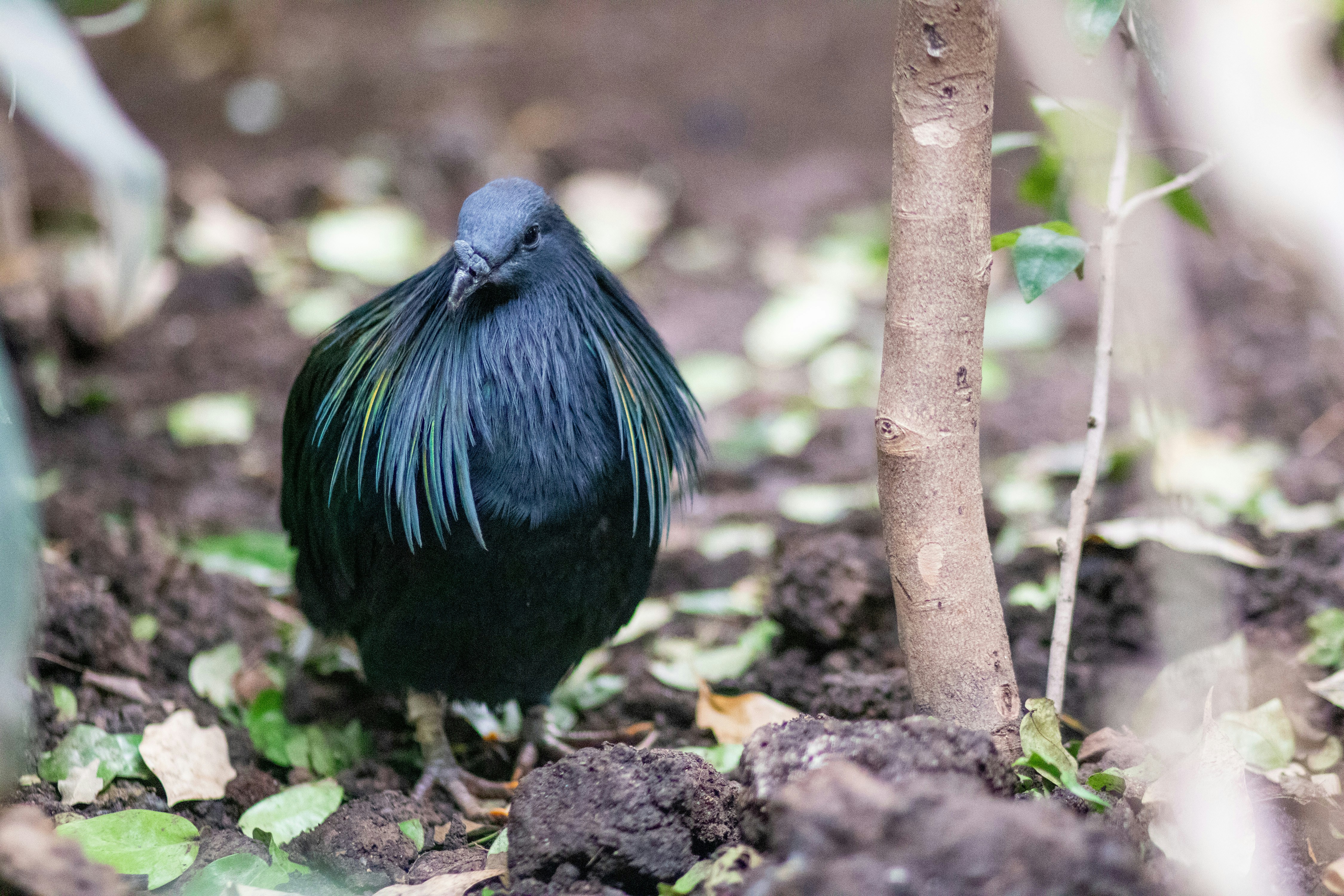 a small black bird standing next to a tree
