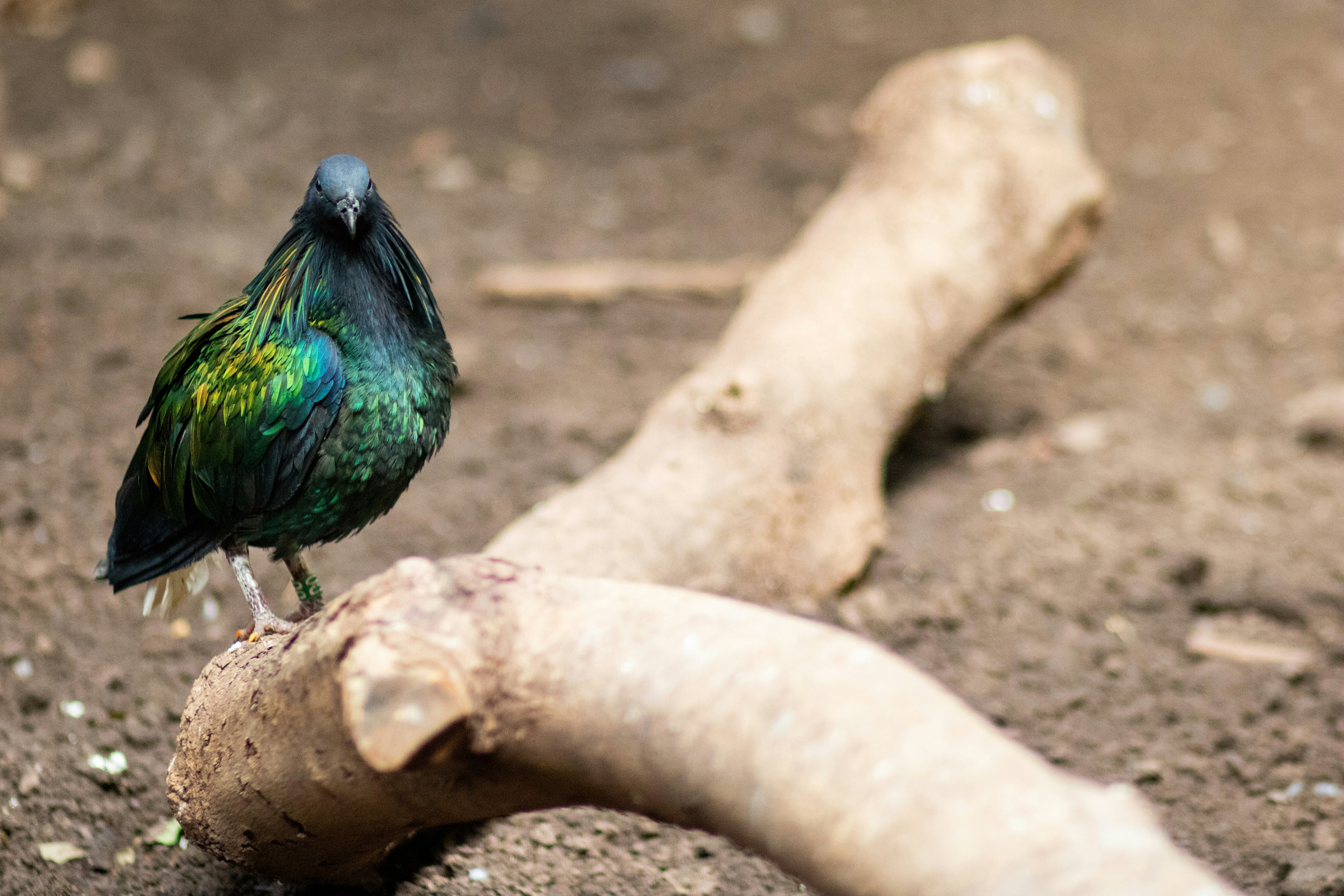 a colorful bird sitting on top of a piece of wood