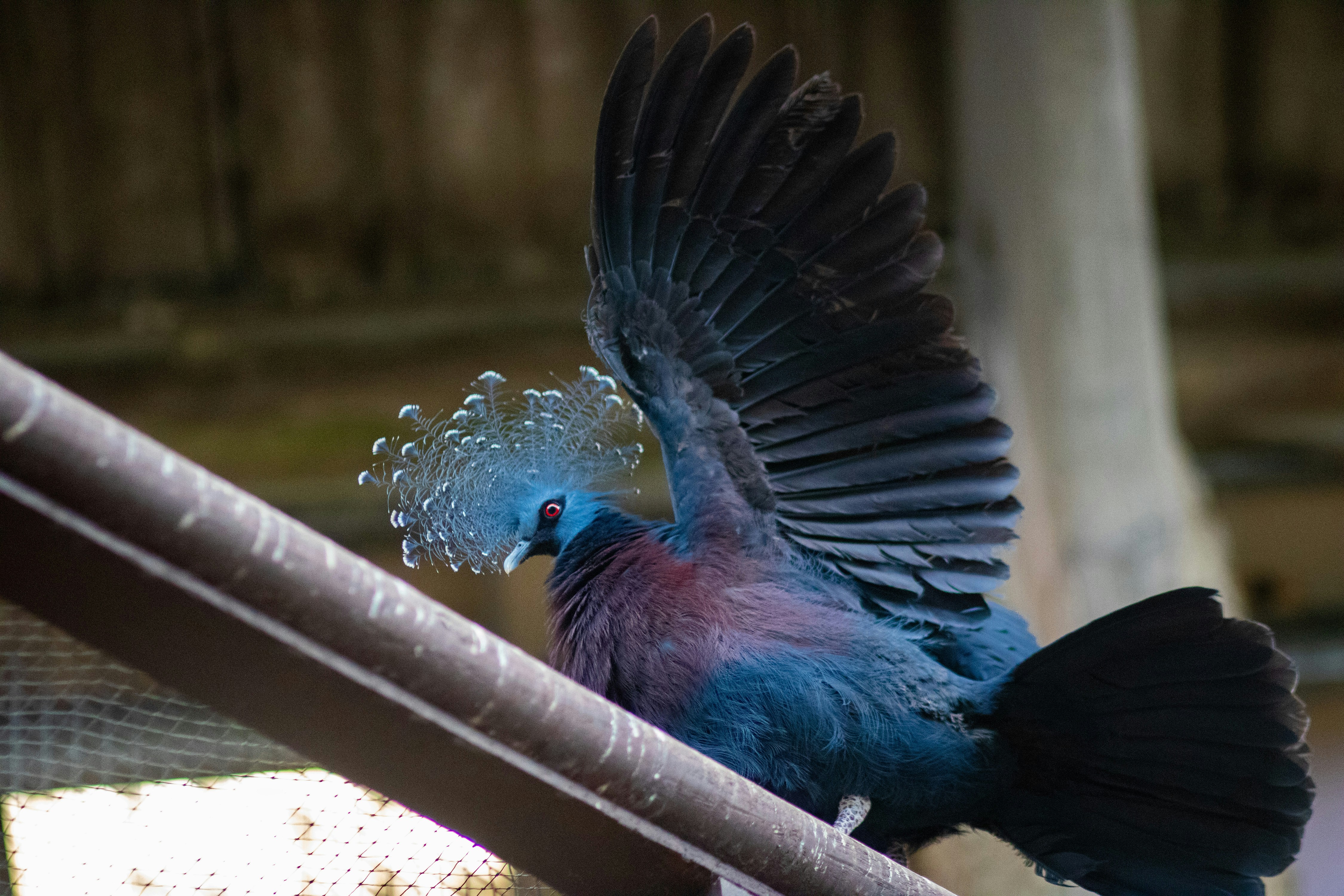 a blue bird with its wings spread out