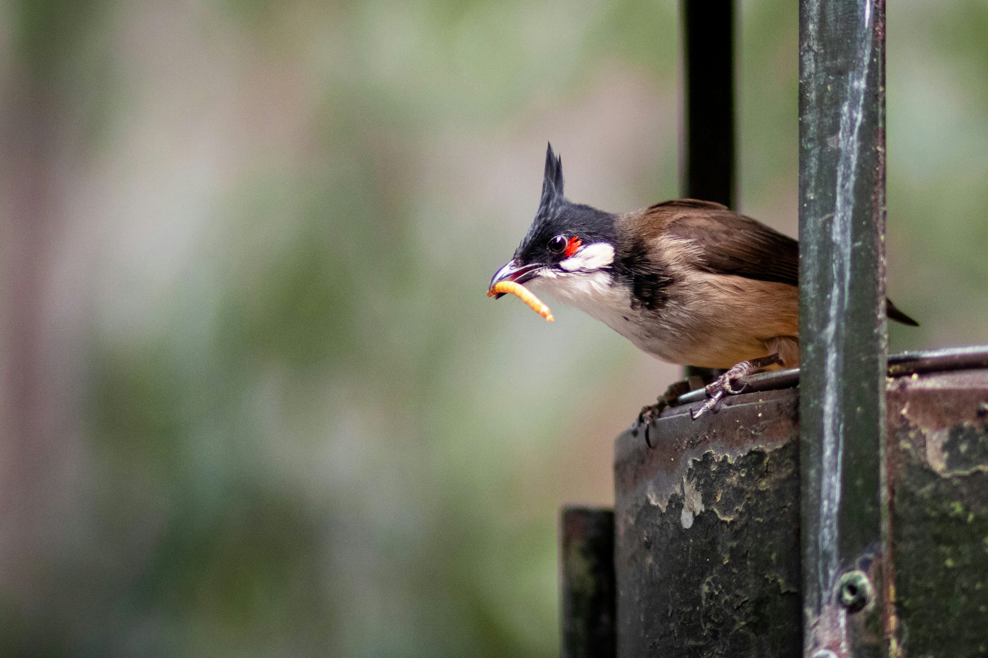 a bird with a piece of food in its mouth