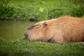 a close up of a capybara laying in the grass near a body of
