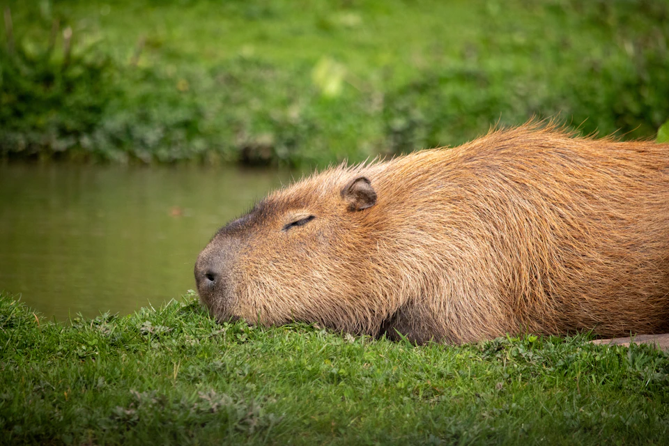 Brown bear lies on its side with head resting on ground near calm water