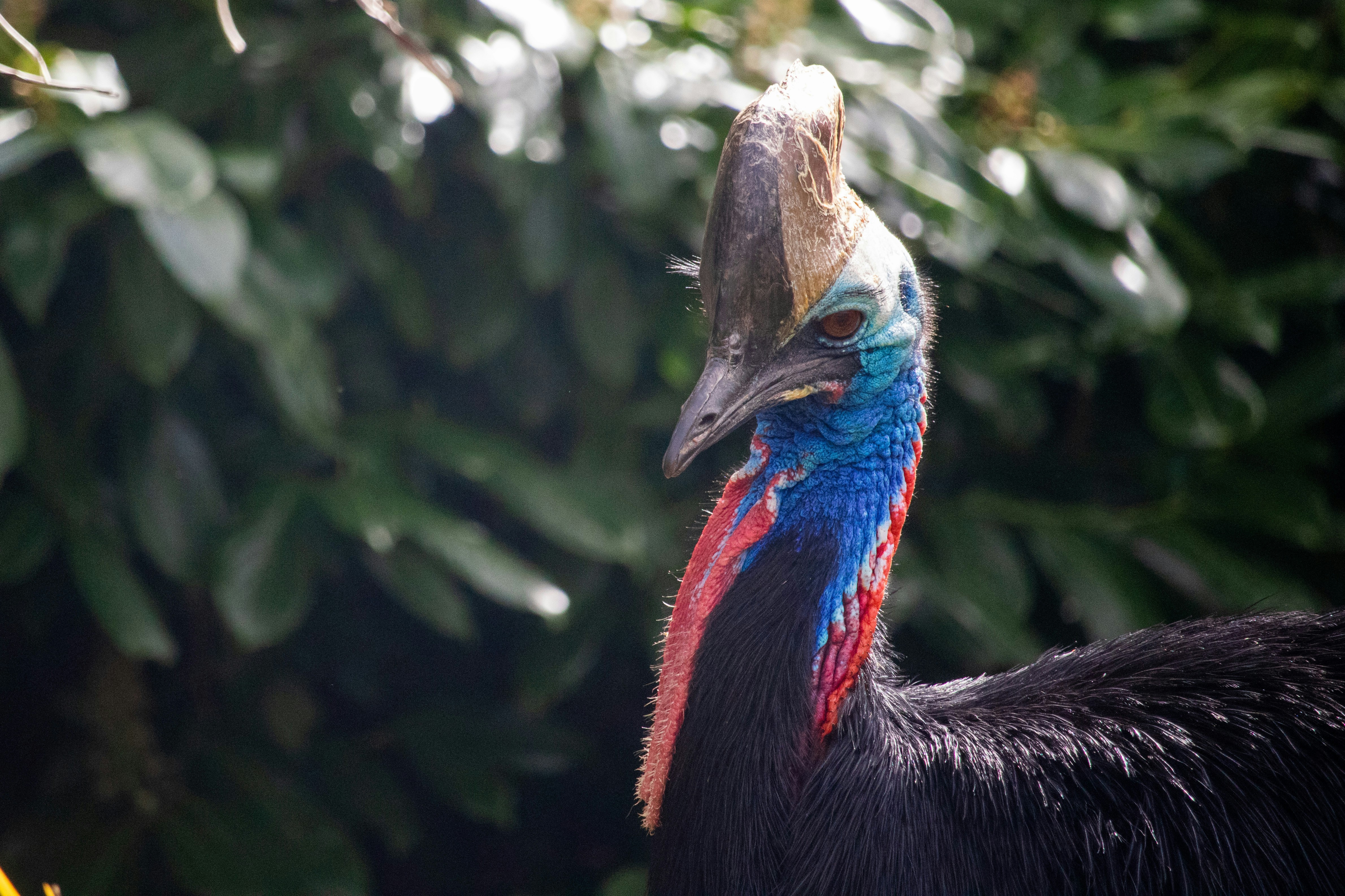 a close up of a bird with a tree in the background