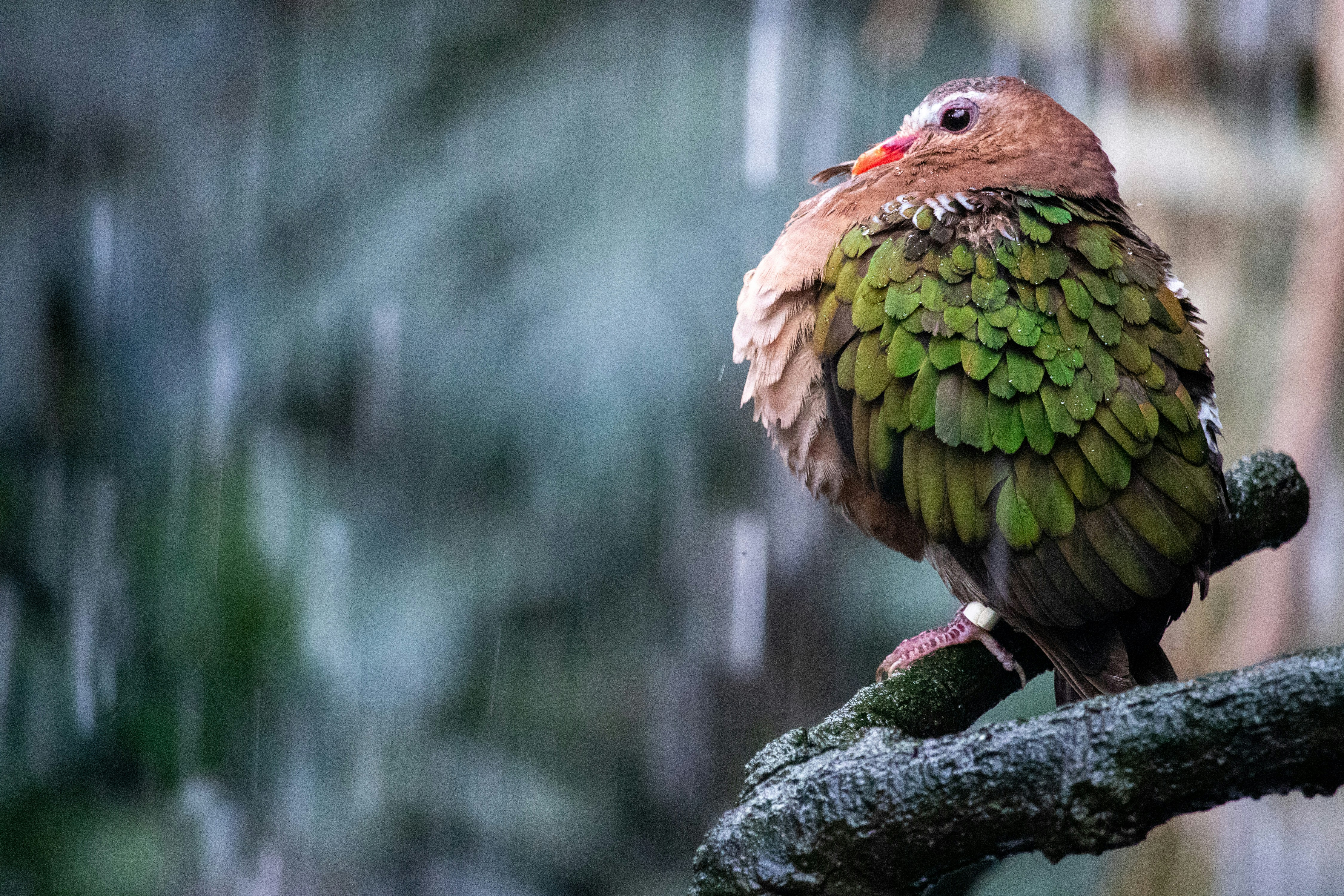 a bird sitting on a tree branch in the rain