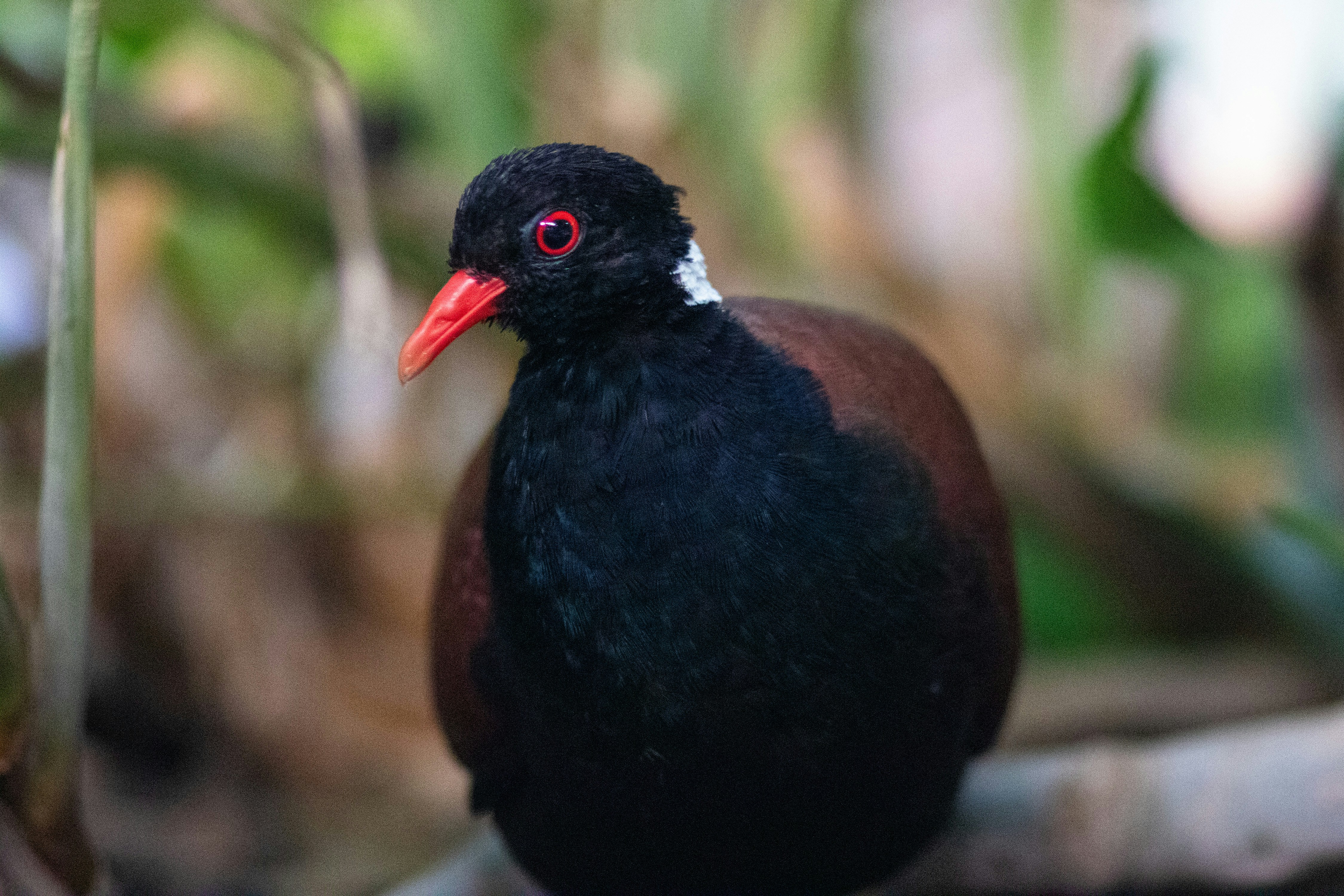 a black bird with a red beak sitting on a branch