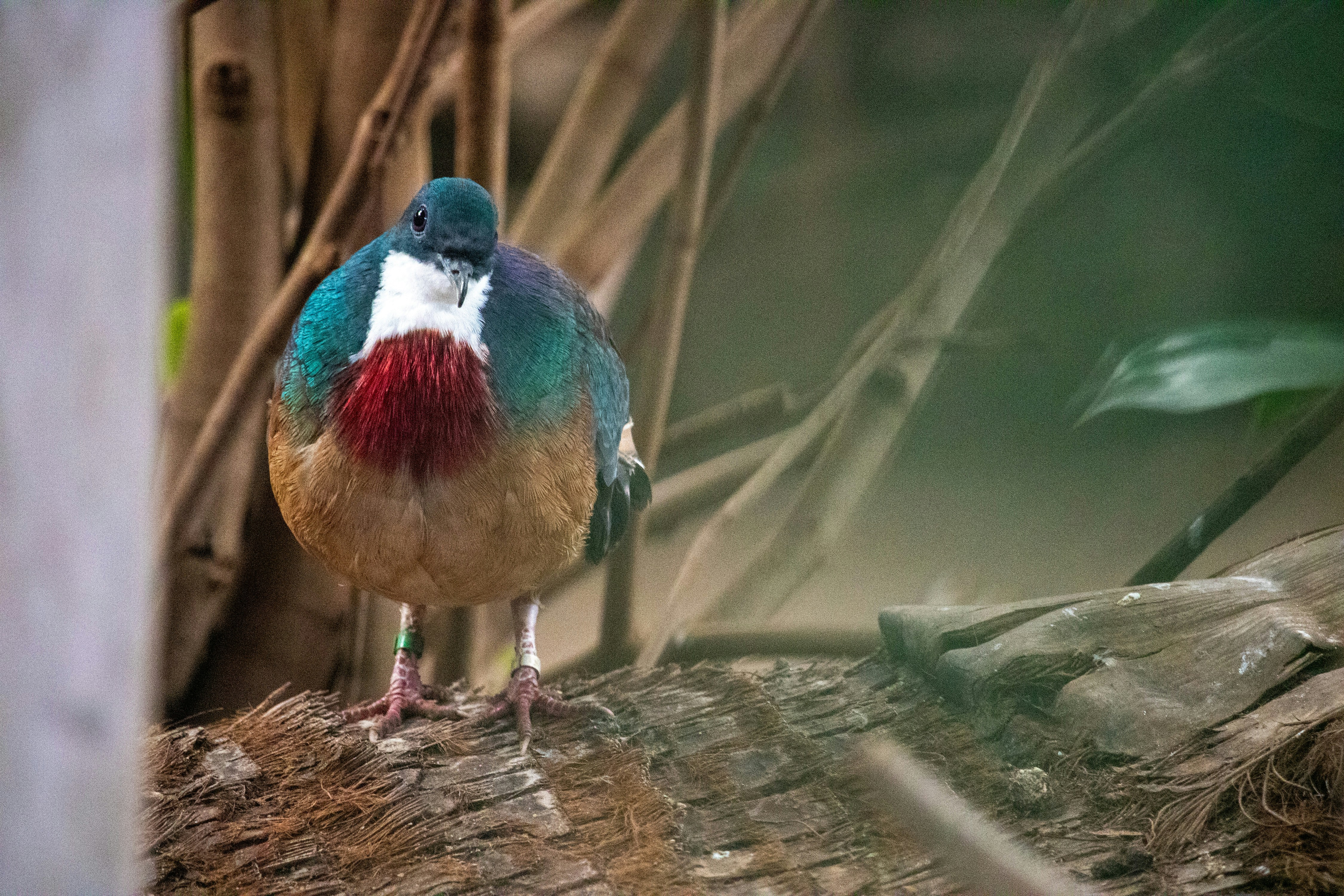 a colorful bird sitting on top of a tree branch