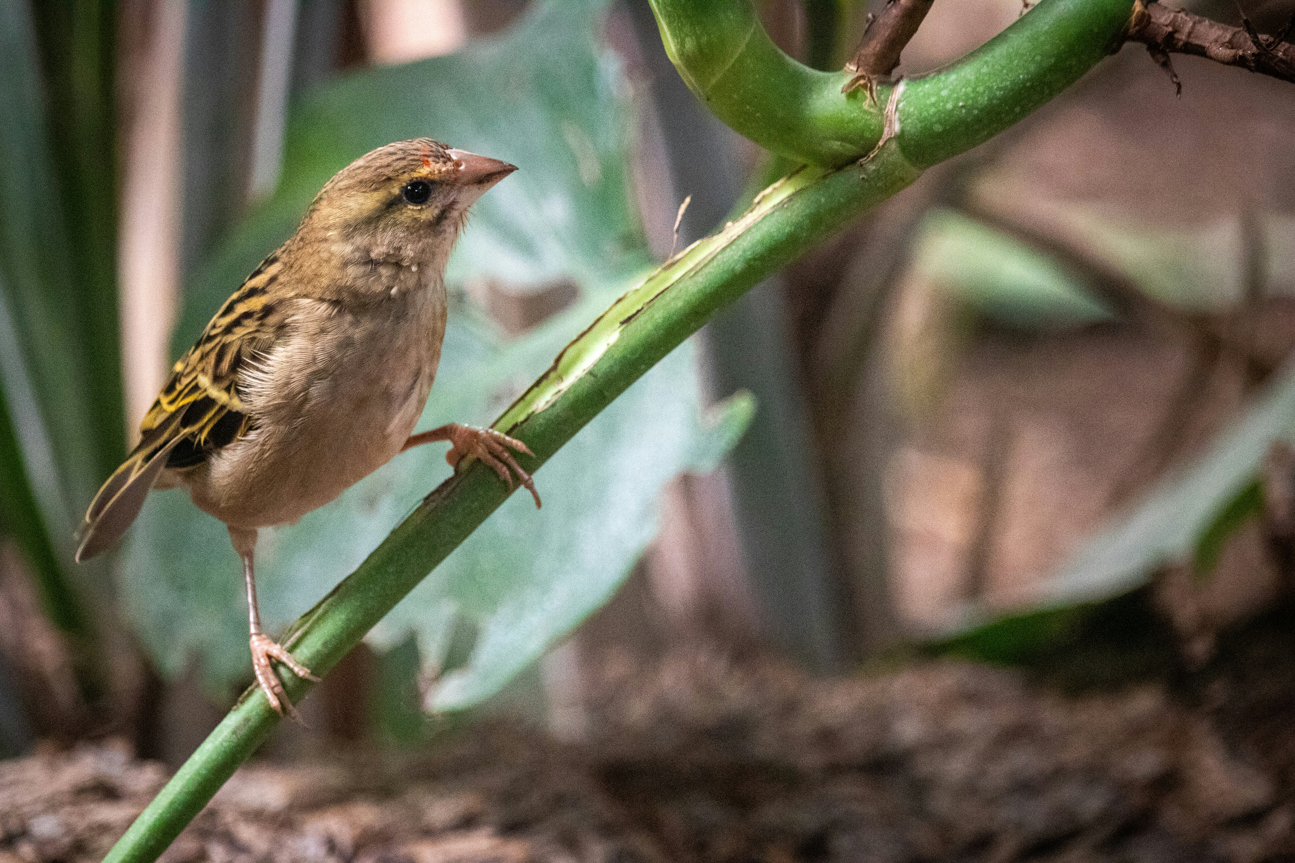 a small bird is perched on a branch