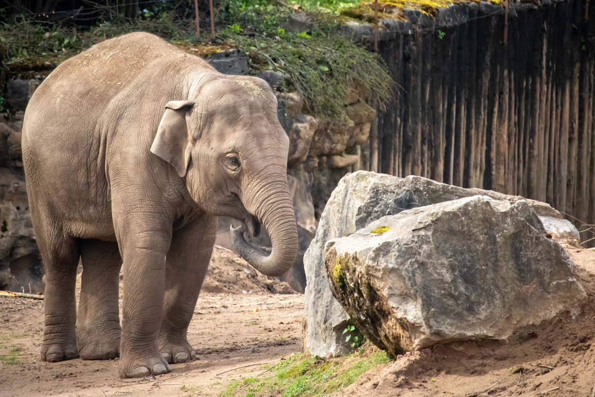 Chester Zoo