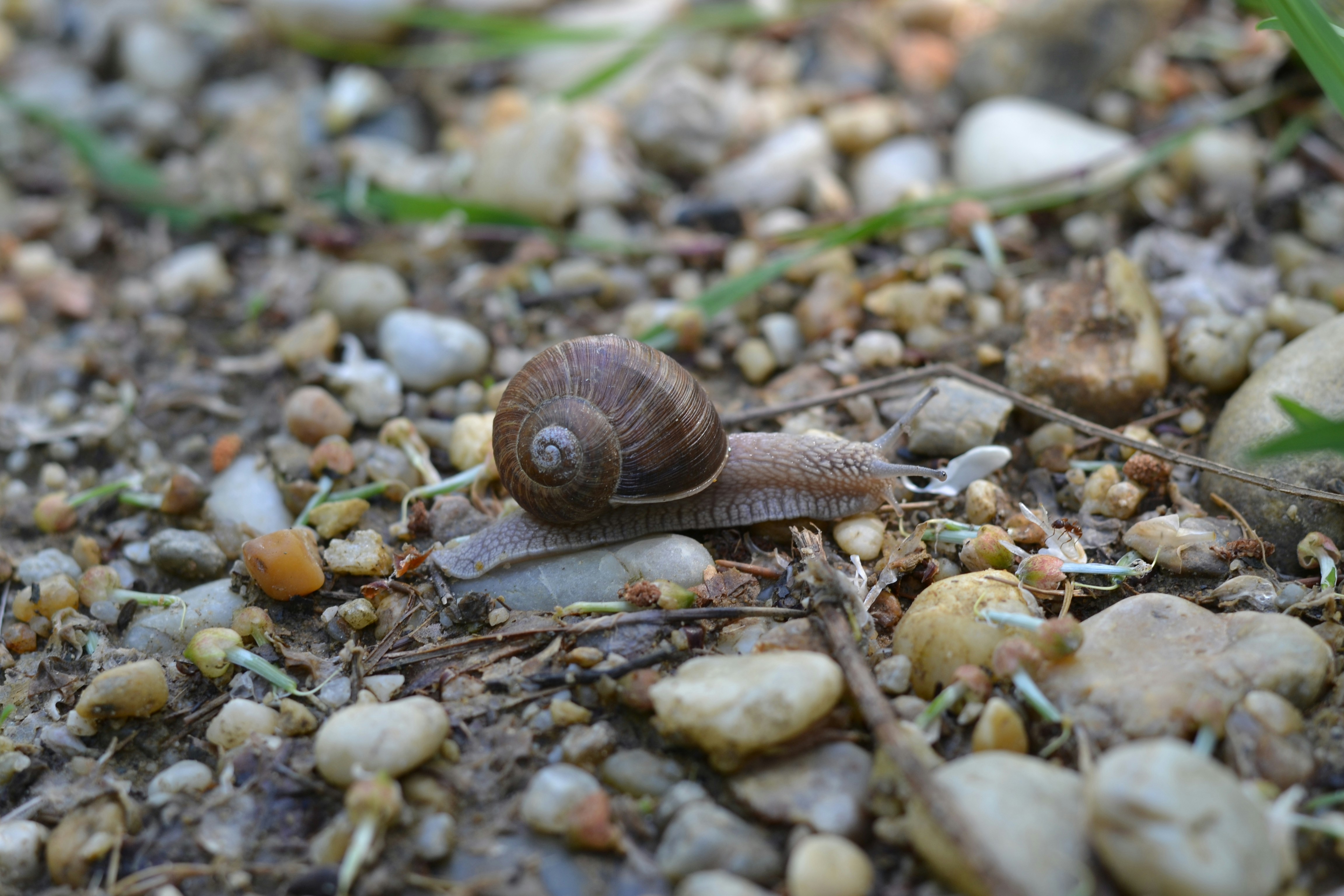 Photo by gyulavari