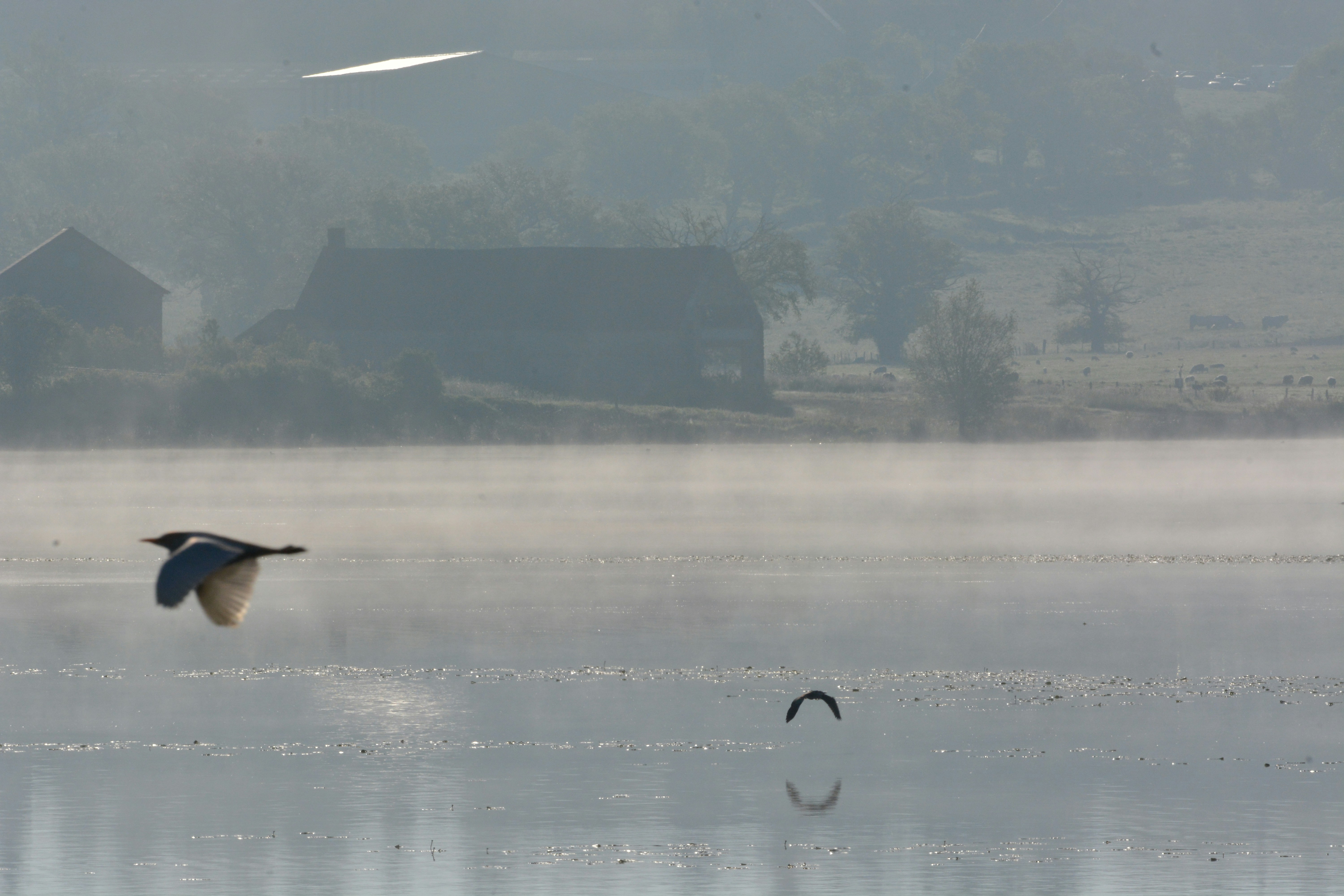 Etang tôt le matin et vol d'oiseau