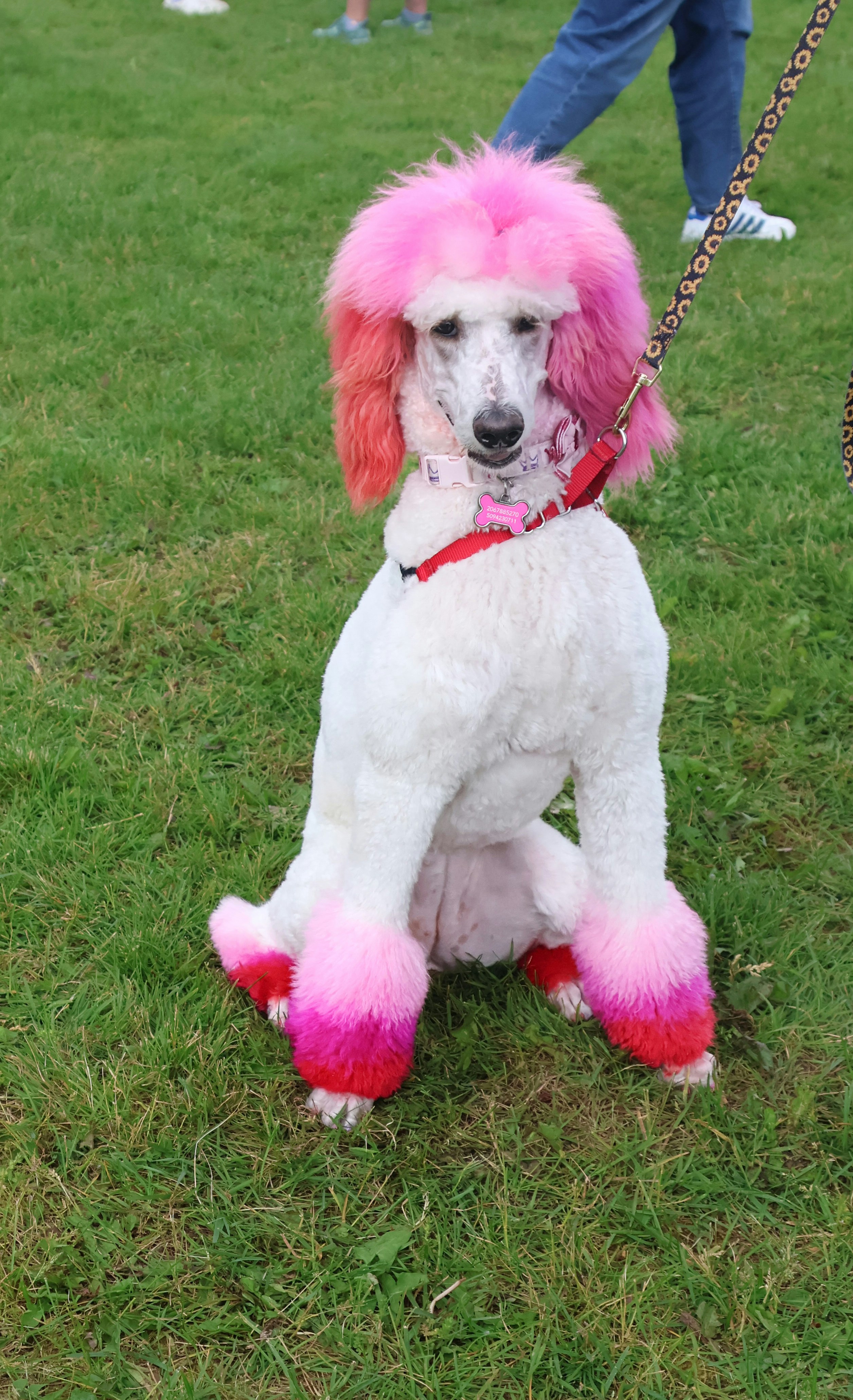 Um poodle branco com cabelo rosa em uma coleira foto – Imagem grátis sobre  Rosa na Unsplash, image size:3000x4921