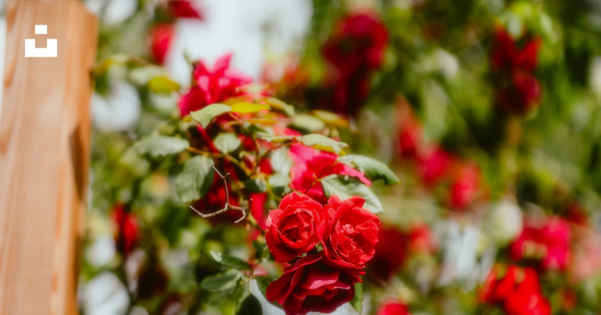A bunch of red roses hanging from a tree photo – Free Paris Image on ...