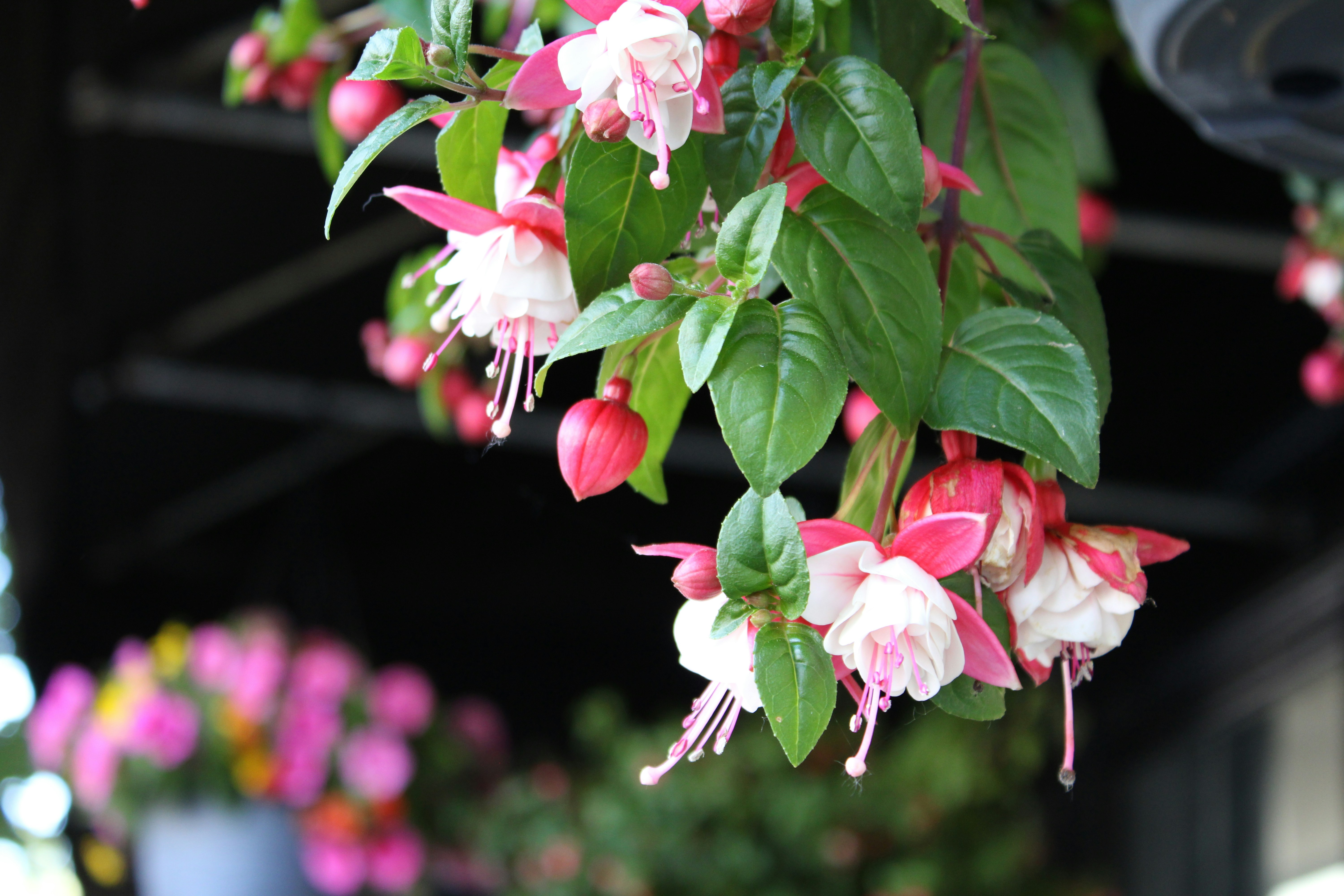 a bunch of pink and white flowers hanging from a tree