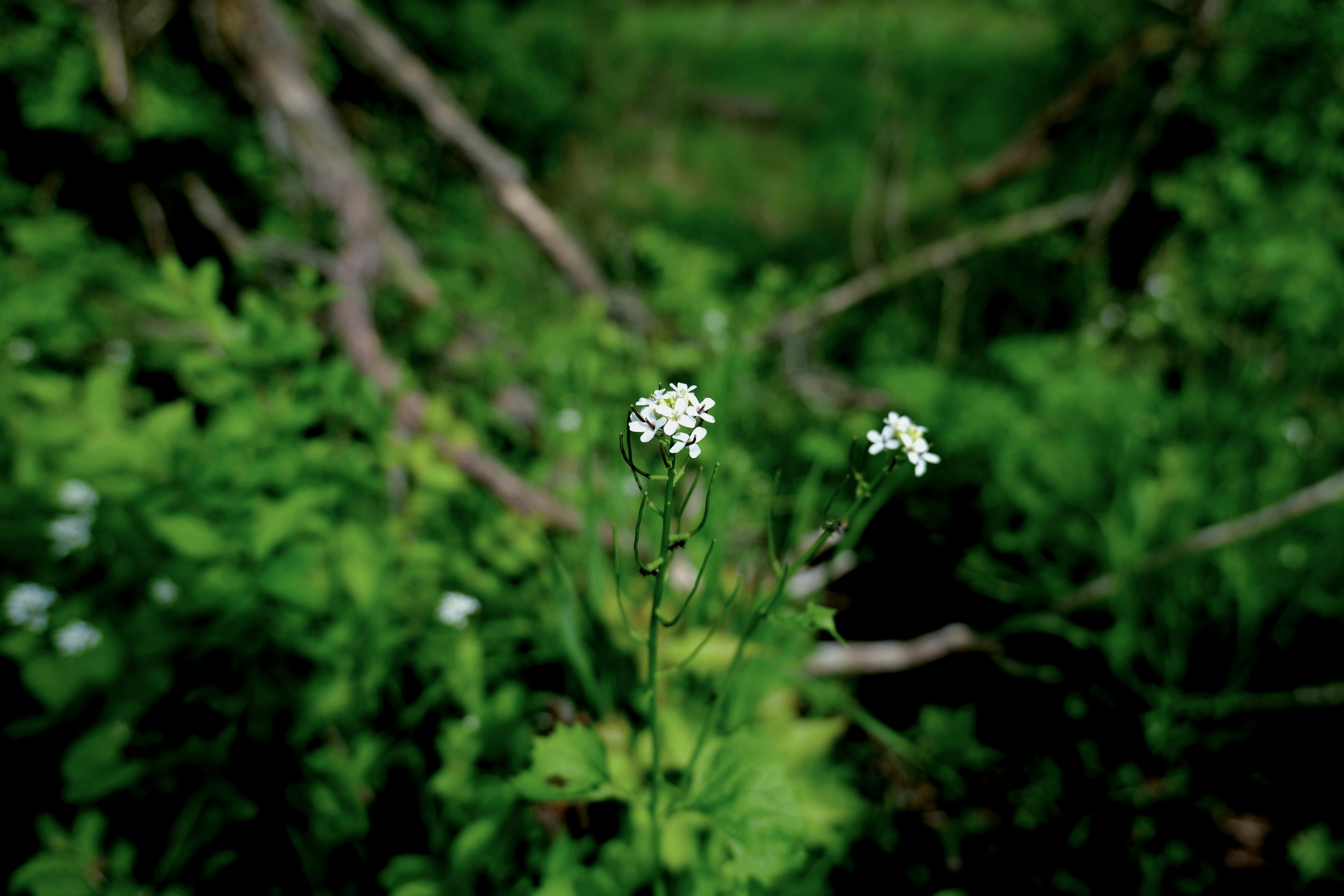 Photo by aphares3849