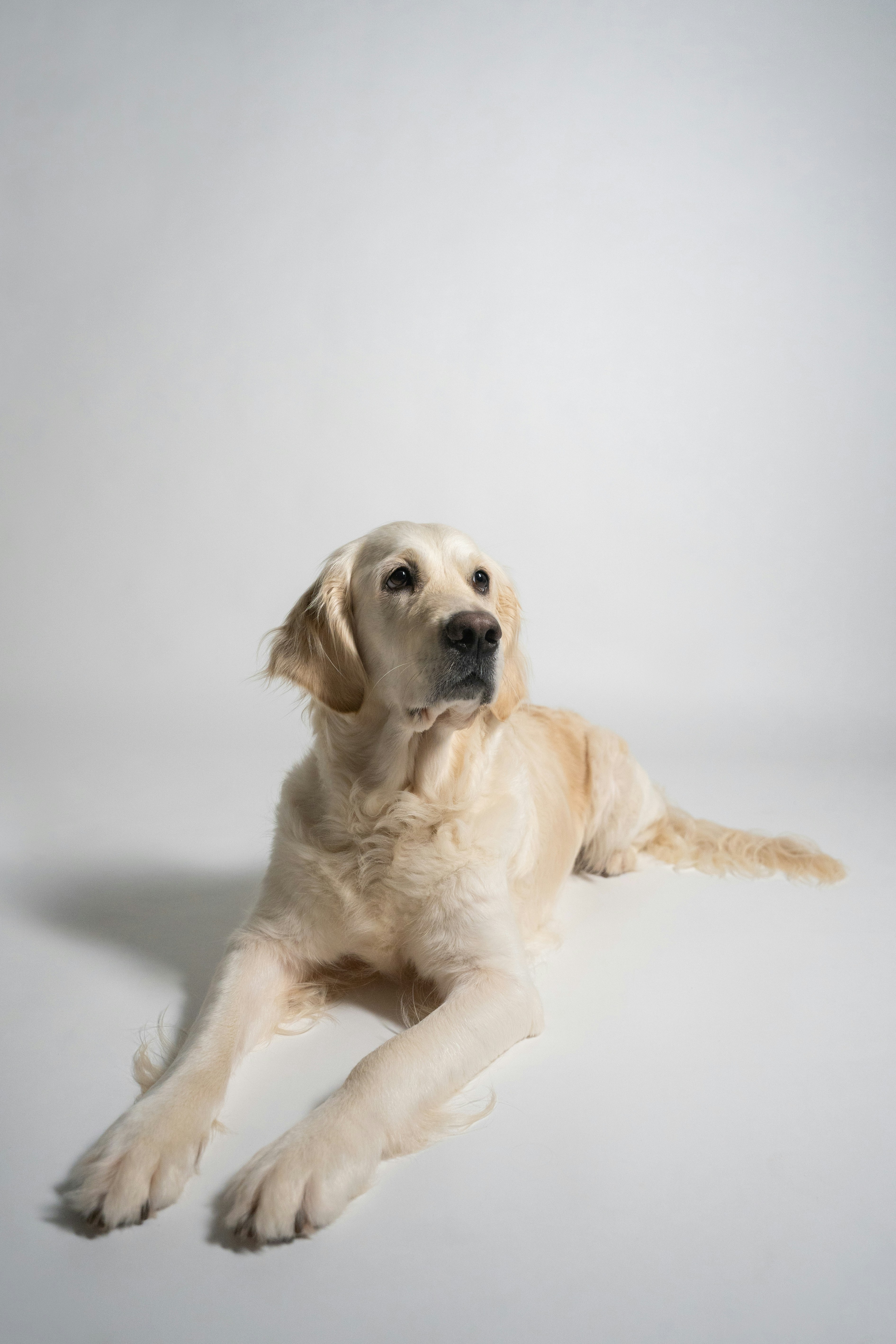 a large white dog laying on top of a white floor