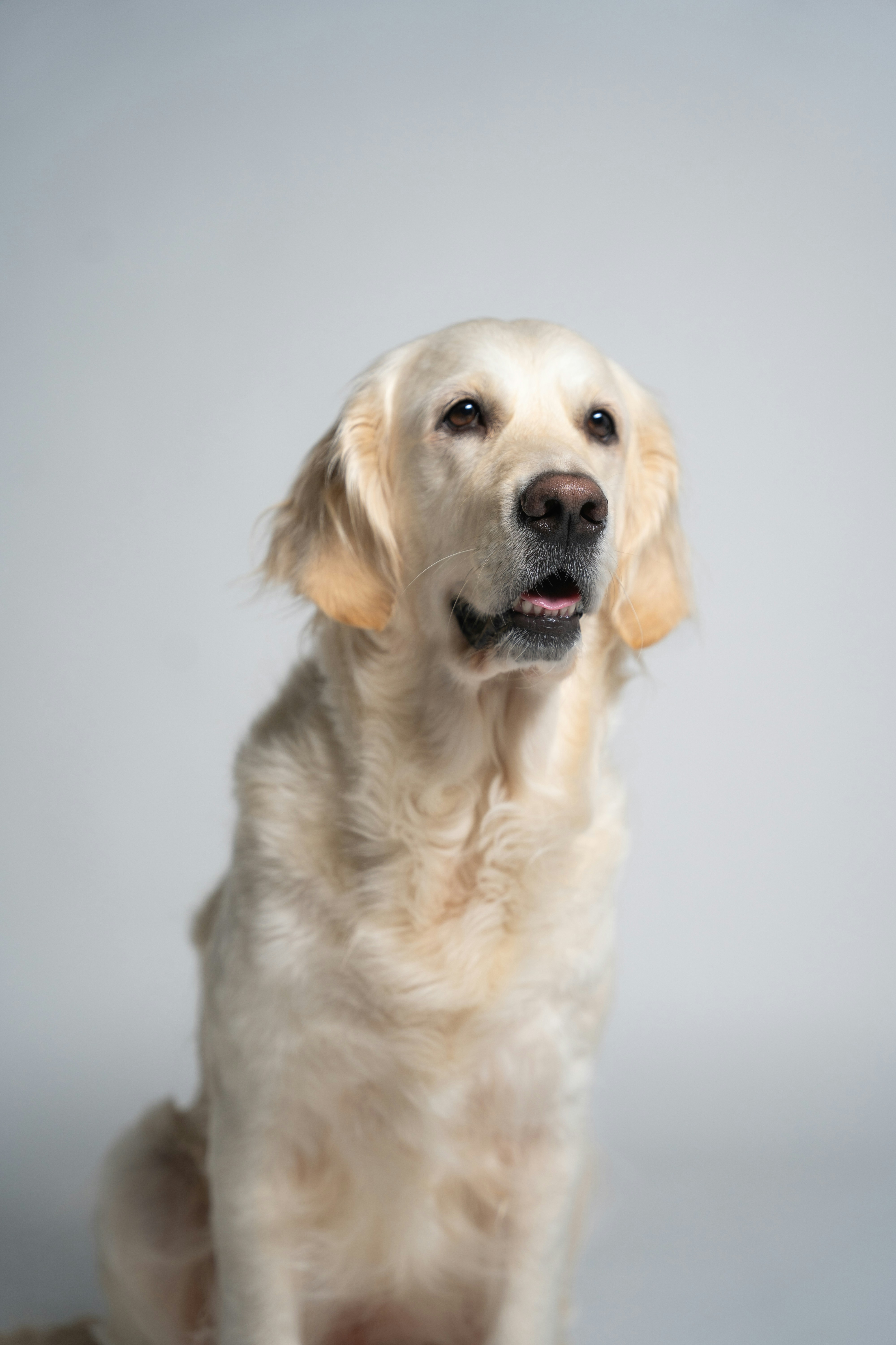 a close up of a dog on a white background