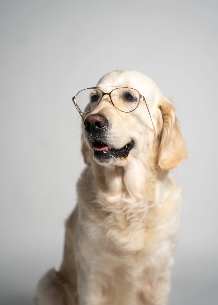 A golden retriever wearing round glasses