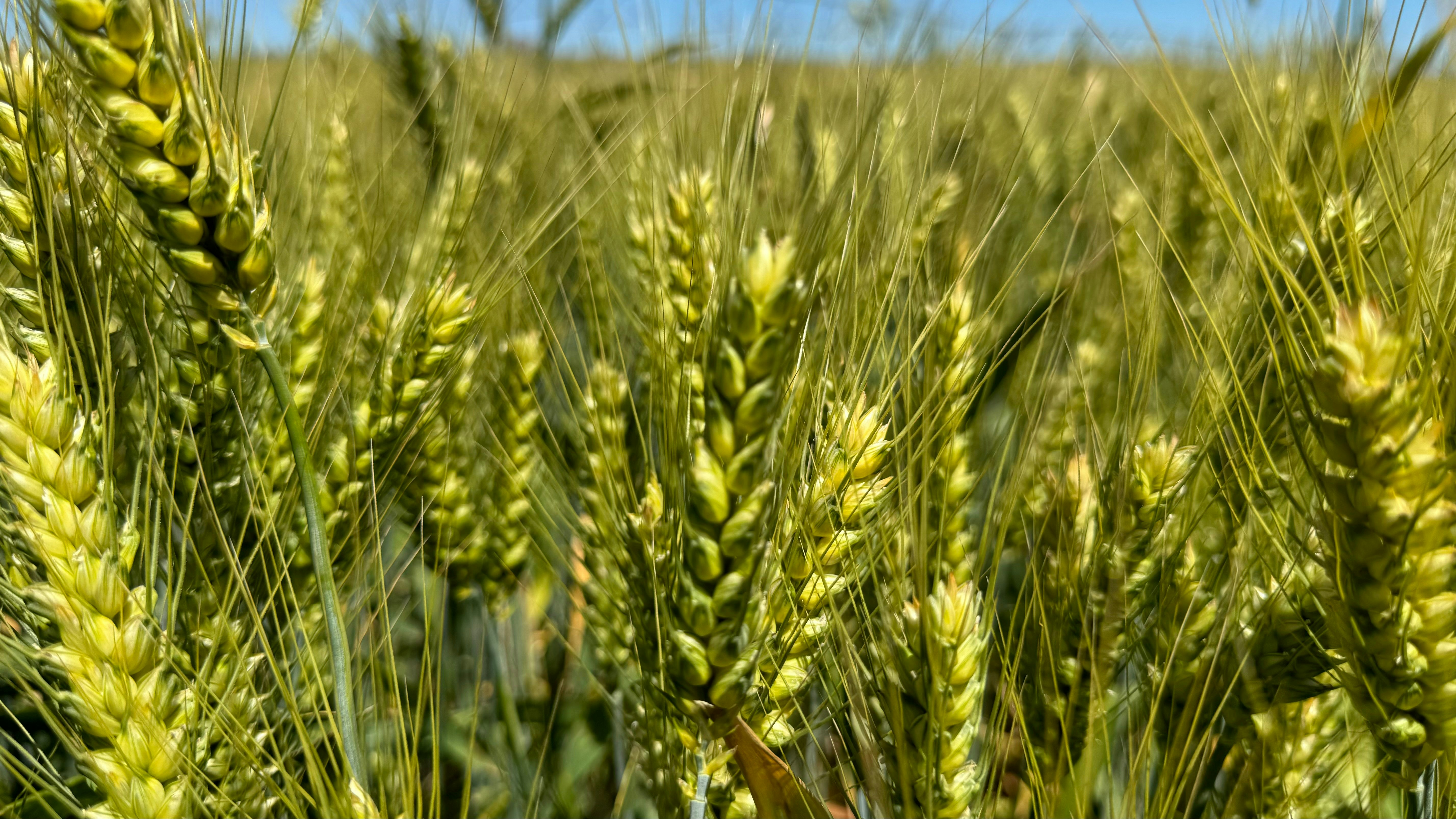 Photo by josebarra73