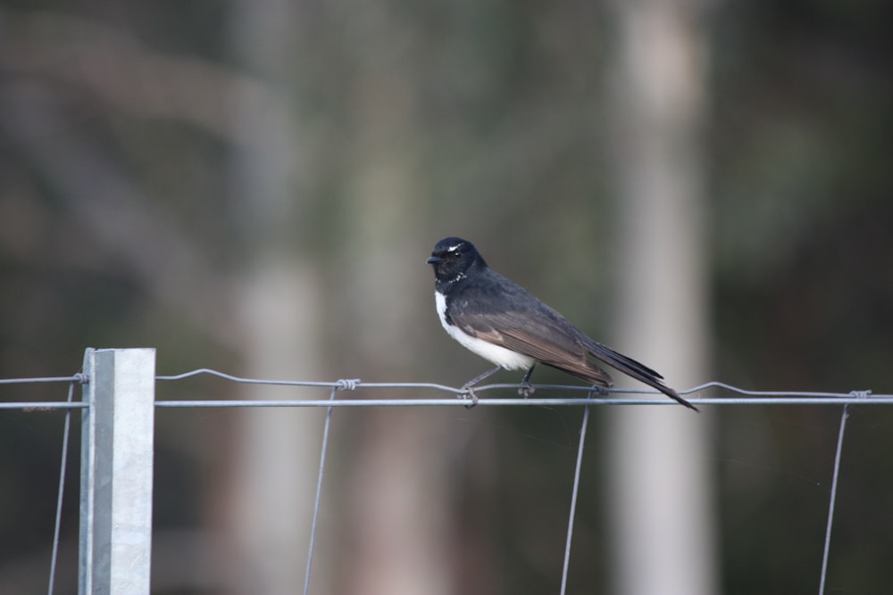 a black and white bird sitting on a wire fence