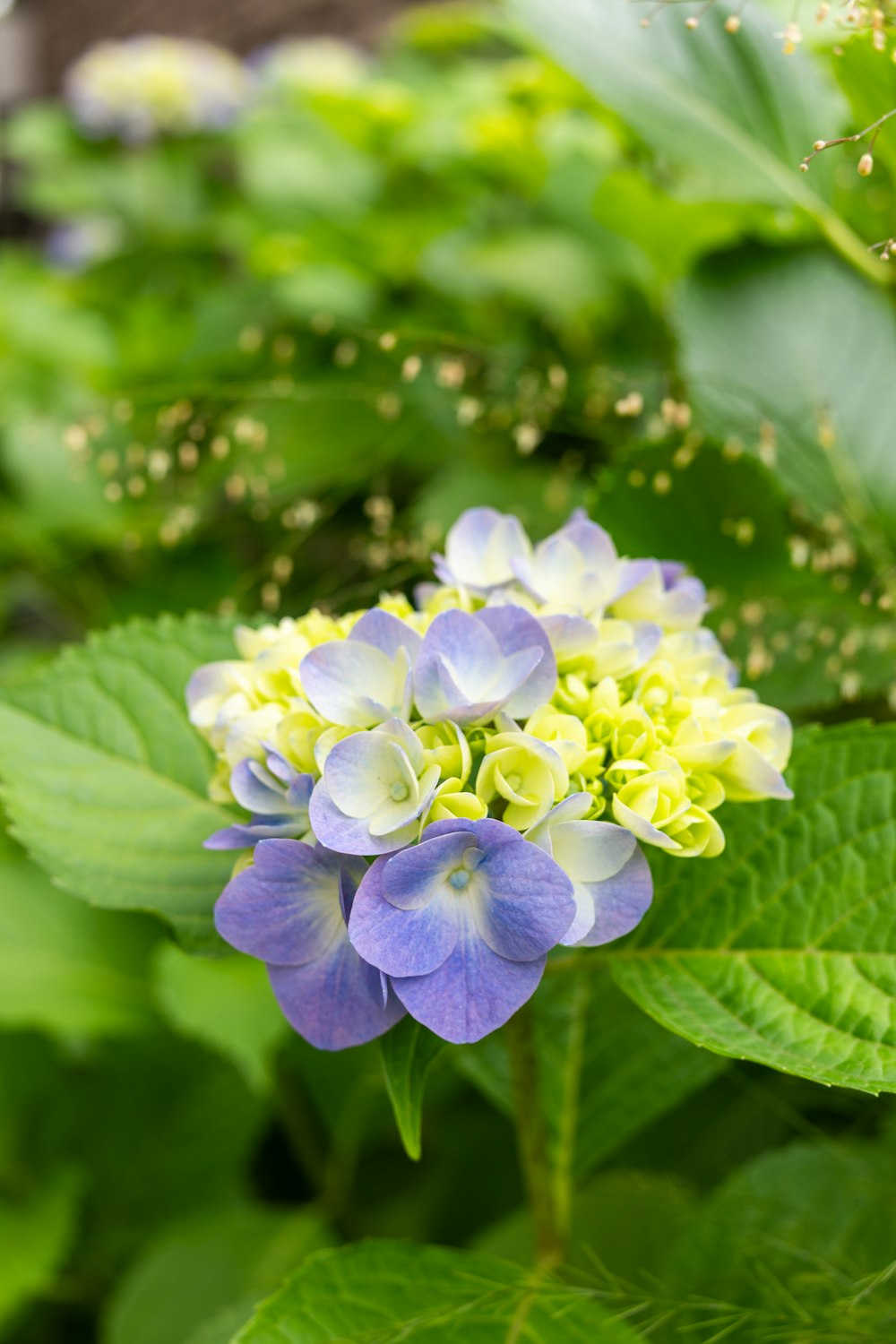 a blue and yellow flower surrounded by green leaves