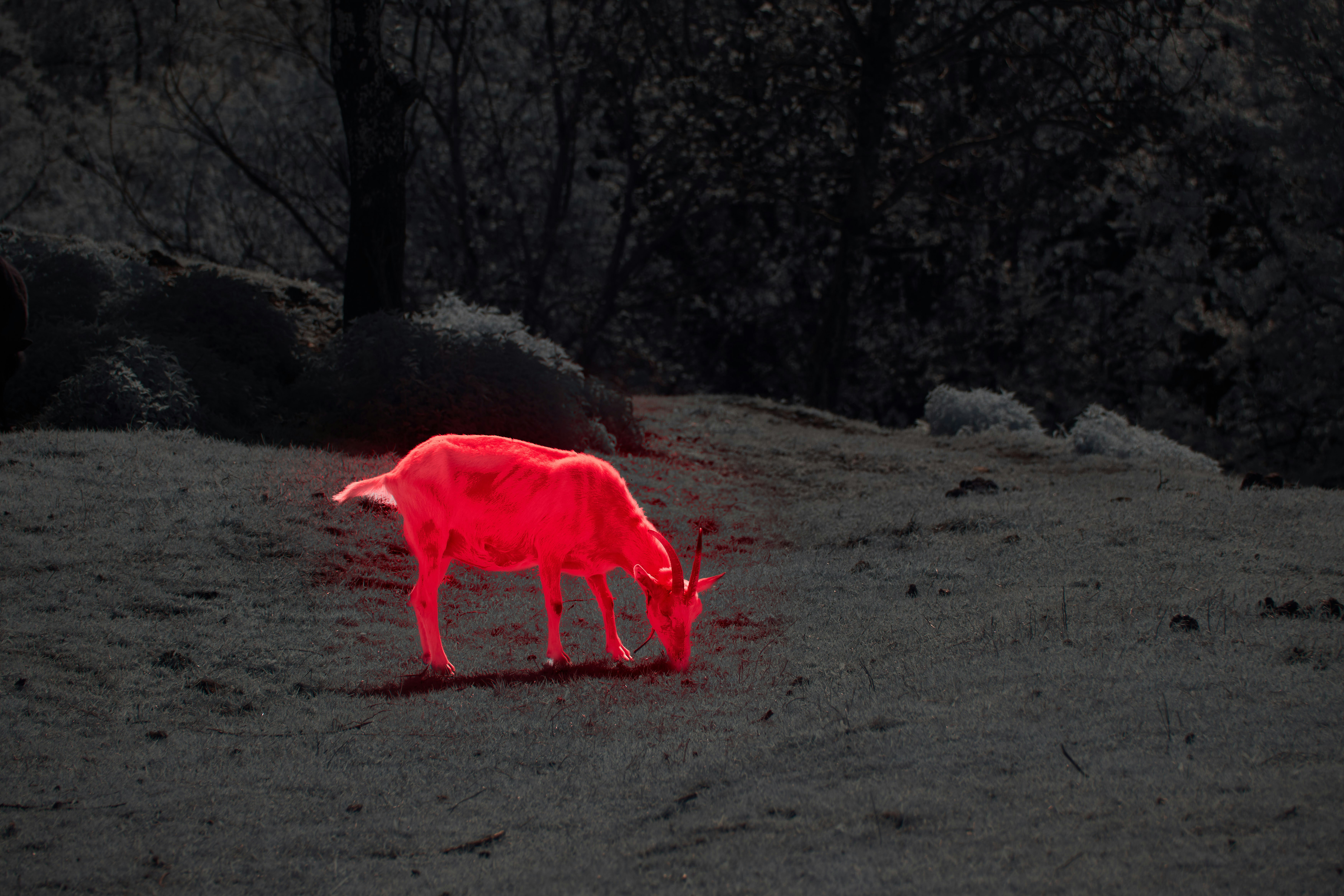 Heat-Seeking Behaviors: The Science Behind Fire Detection (image credits: unsplash)