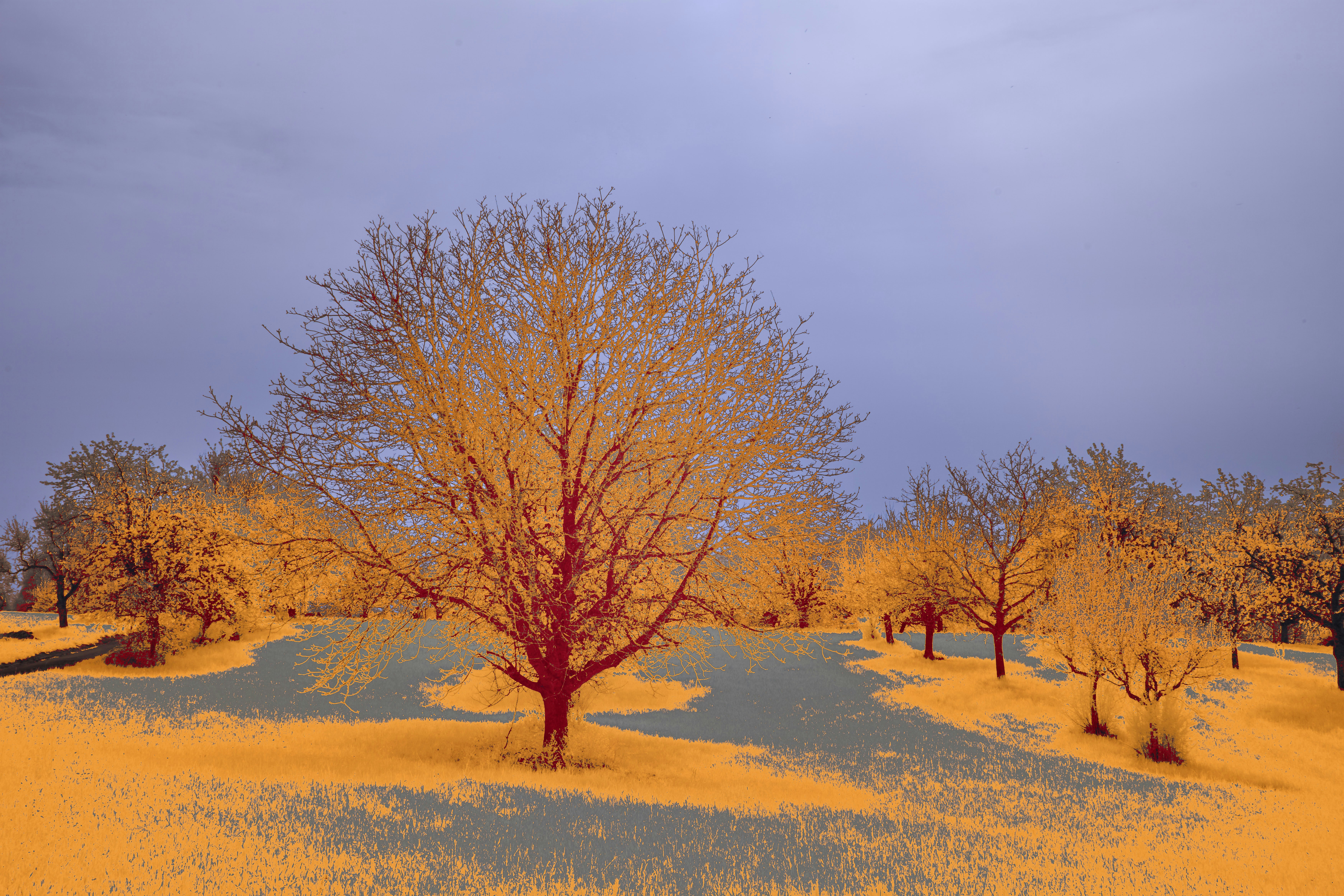 Photo by wolfgang_hasselmann