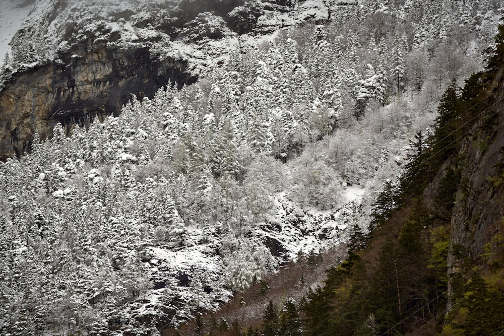 a snow covered mountain side with trees on the side