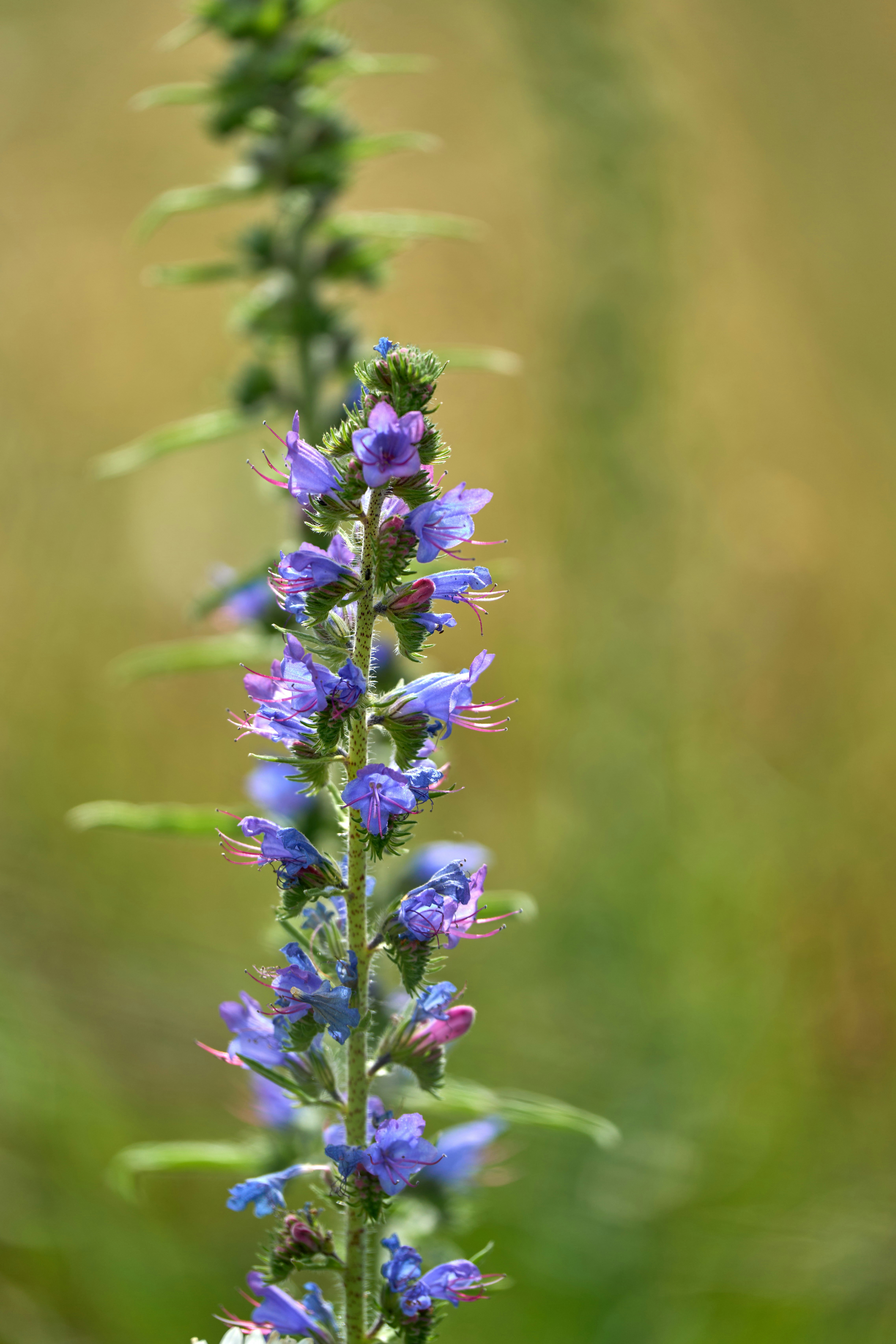 Photo by wolfgang_hasselmann