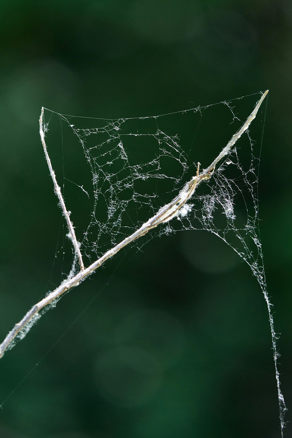 a close up of a spider web on a tree branch