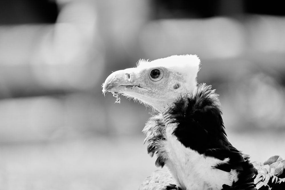 a black and white photo of a vulture